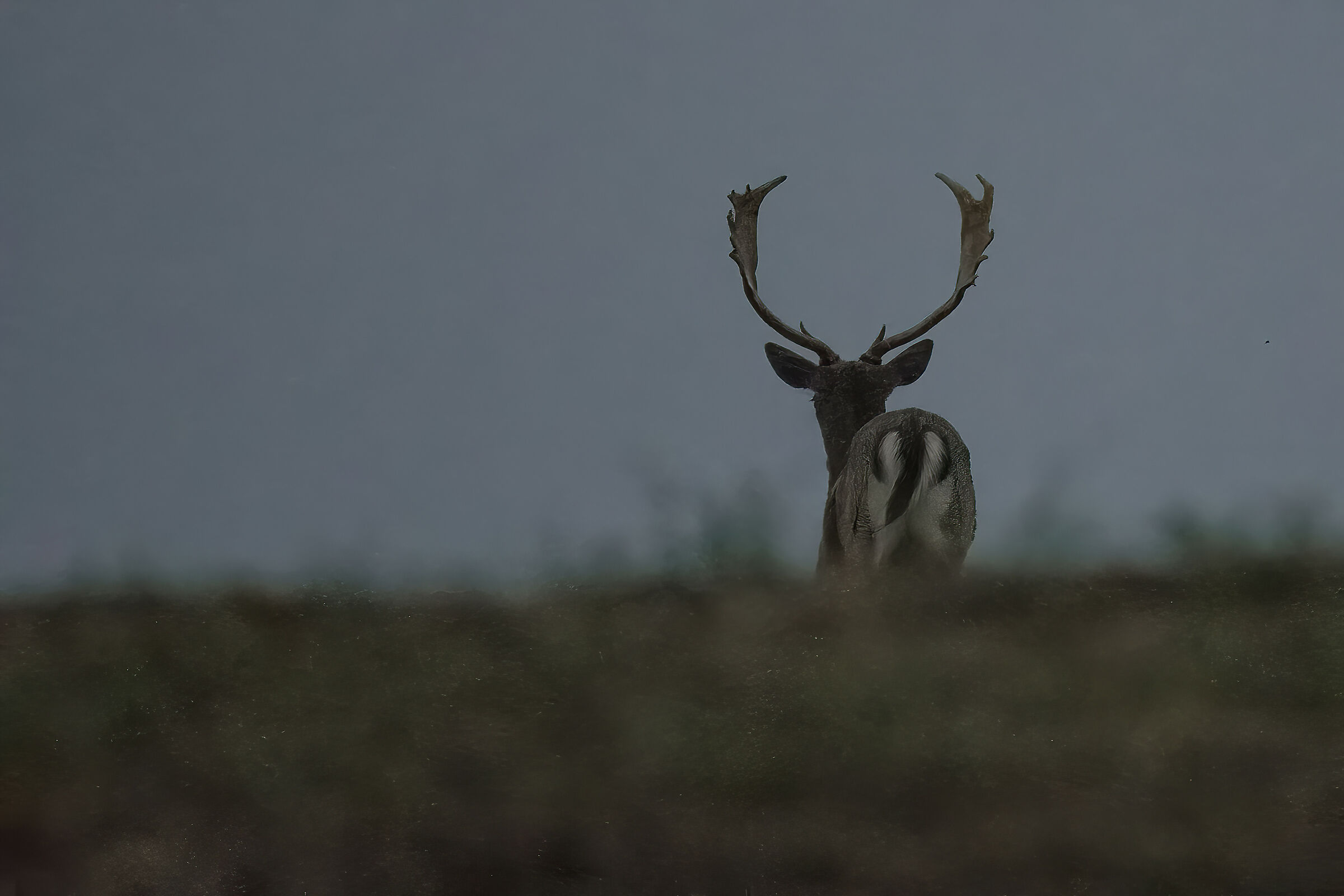 Andalusia, Sierra di Andujar. Cervo maschio adulto