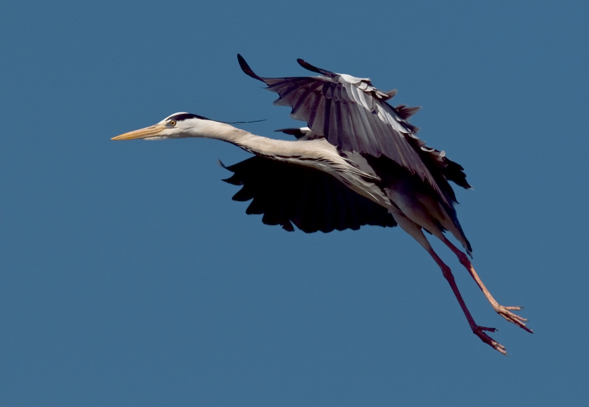 Grey Heron in flight