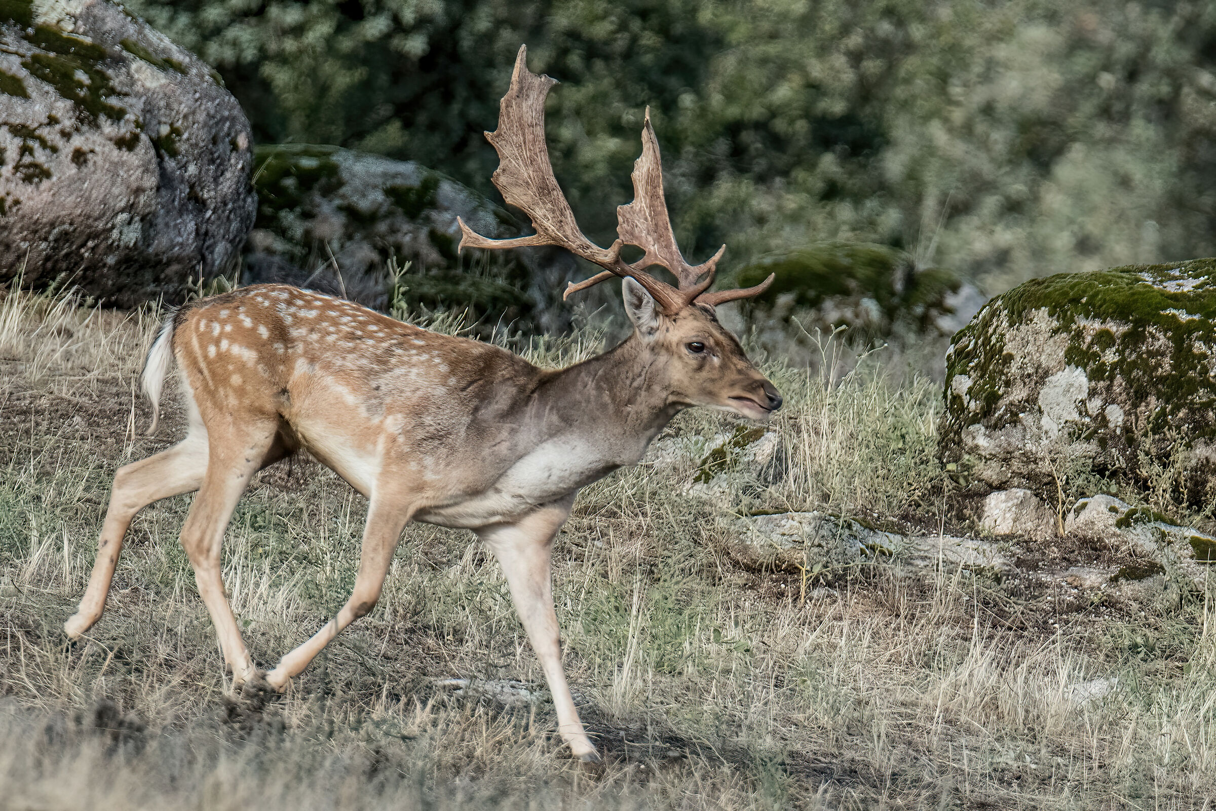 Andalusia, Sierra di Andujar. Daino mascio