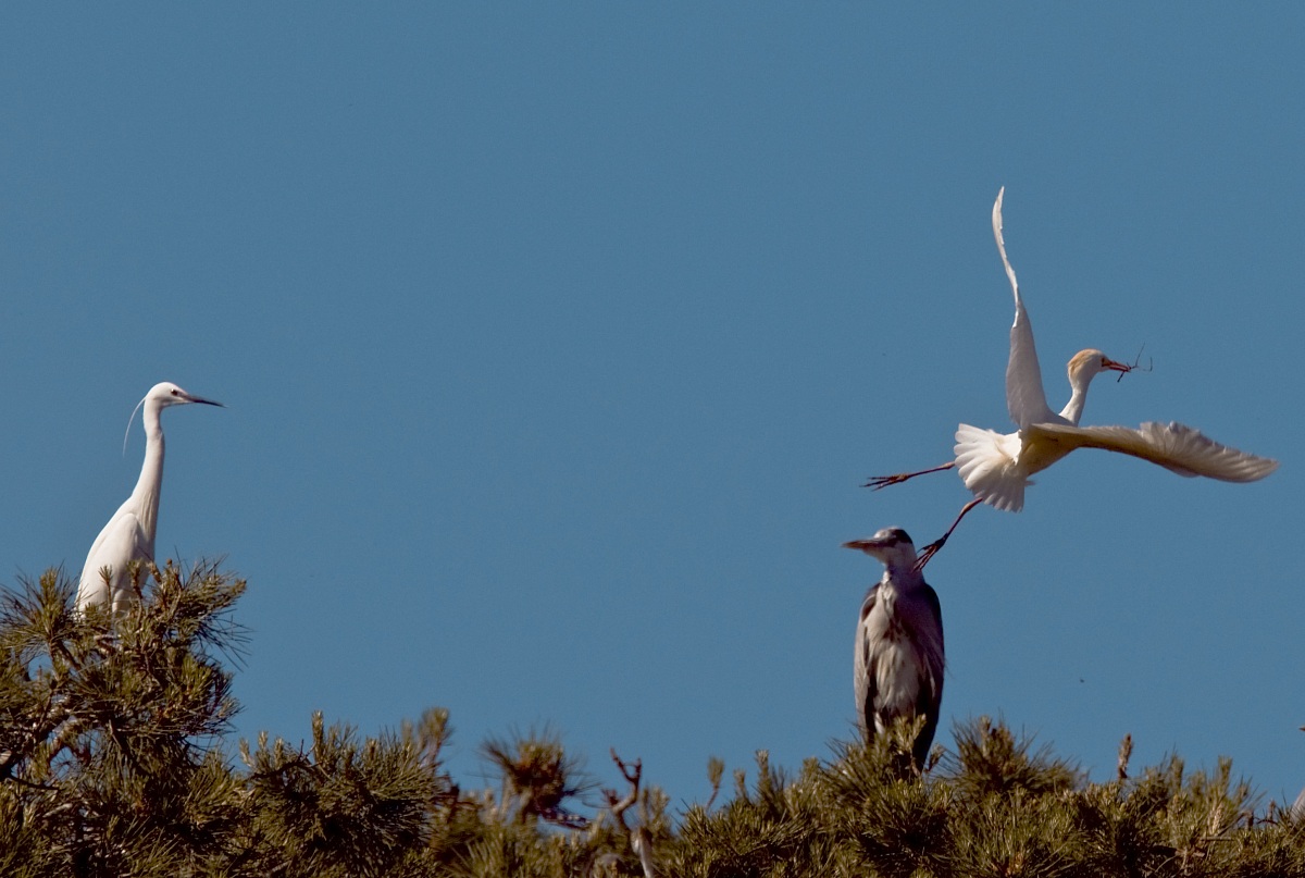 The inhabitants of the heronry