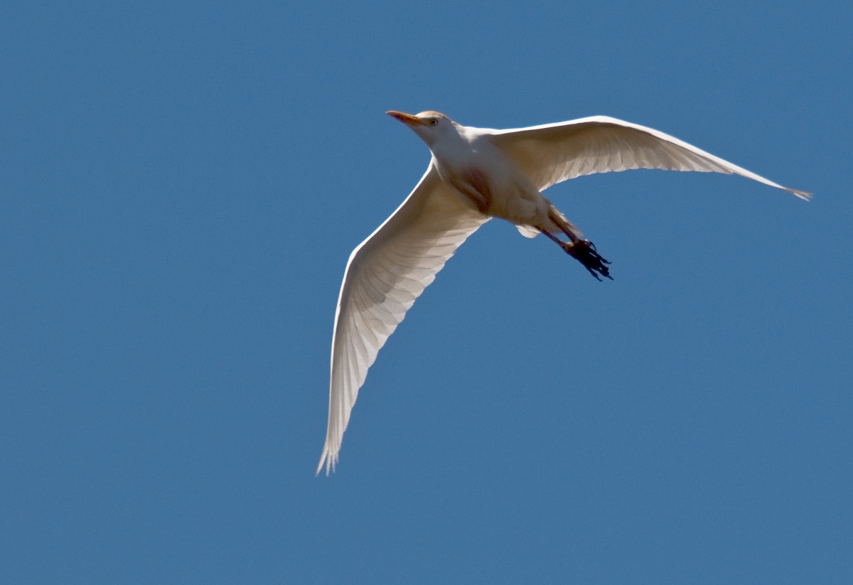Cattle Egret