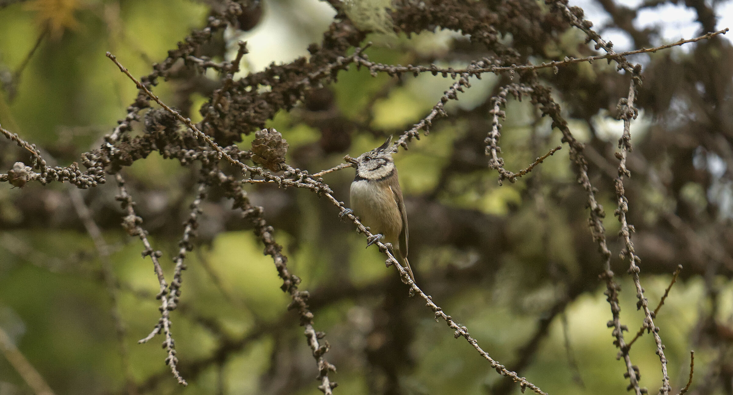 Tufted