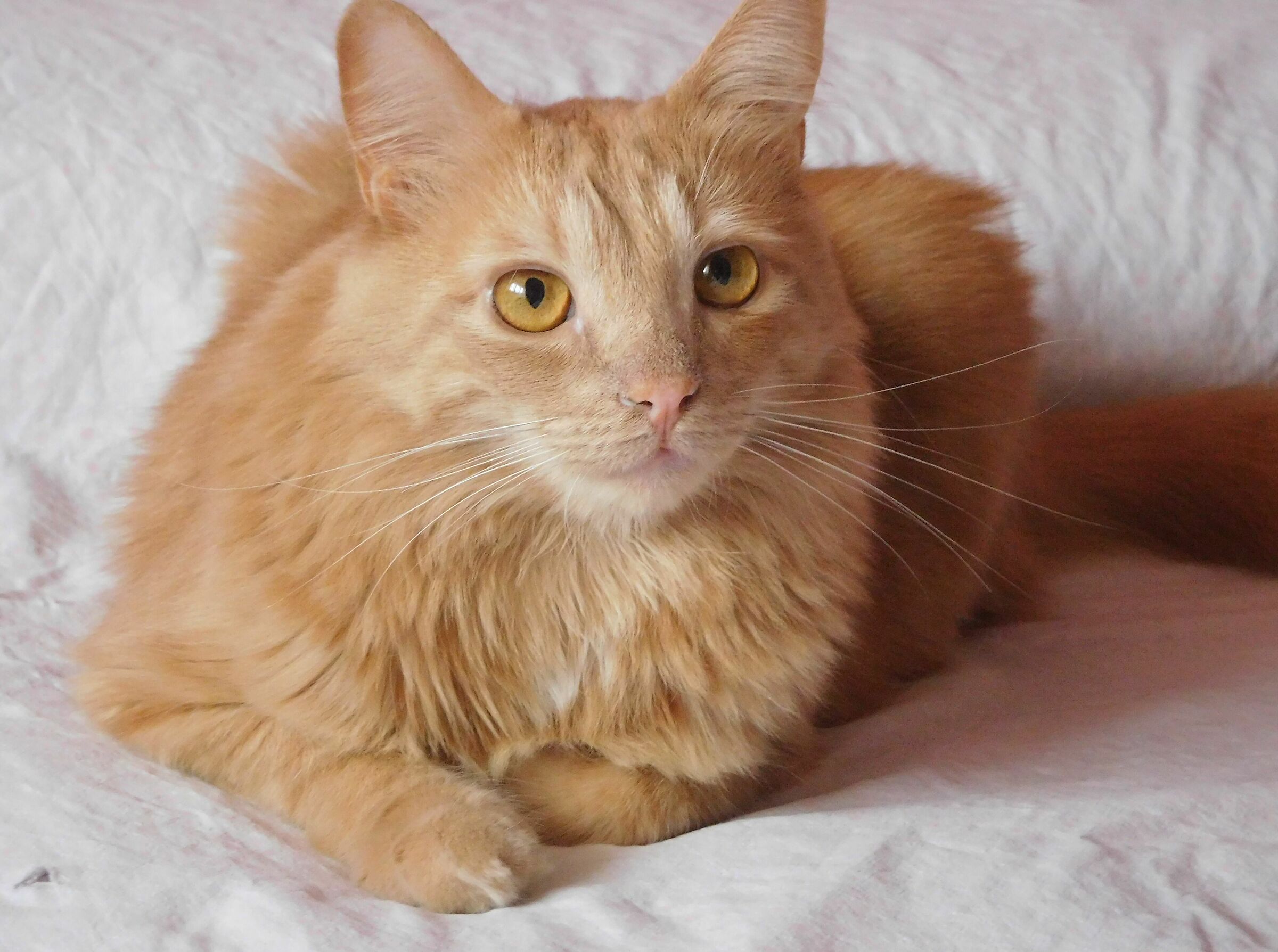 Sono pronto, scatta!