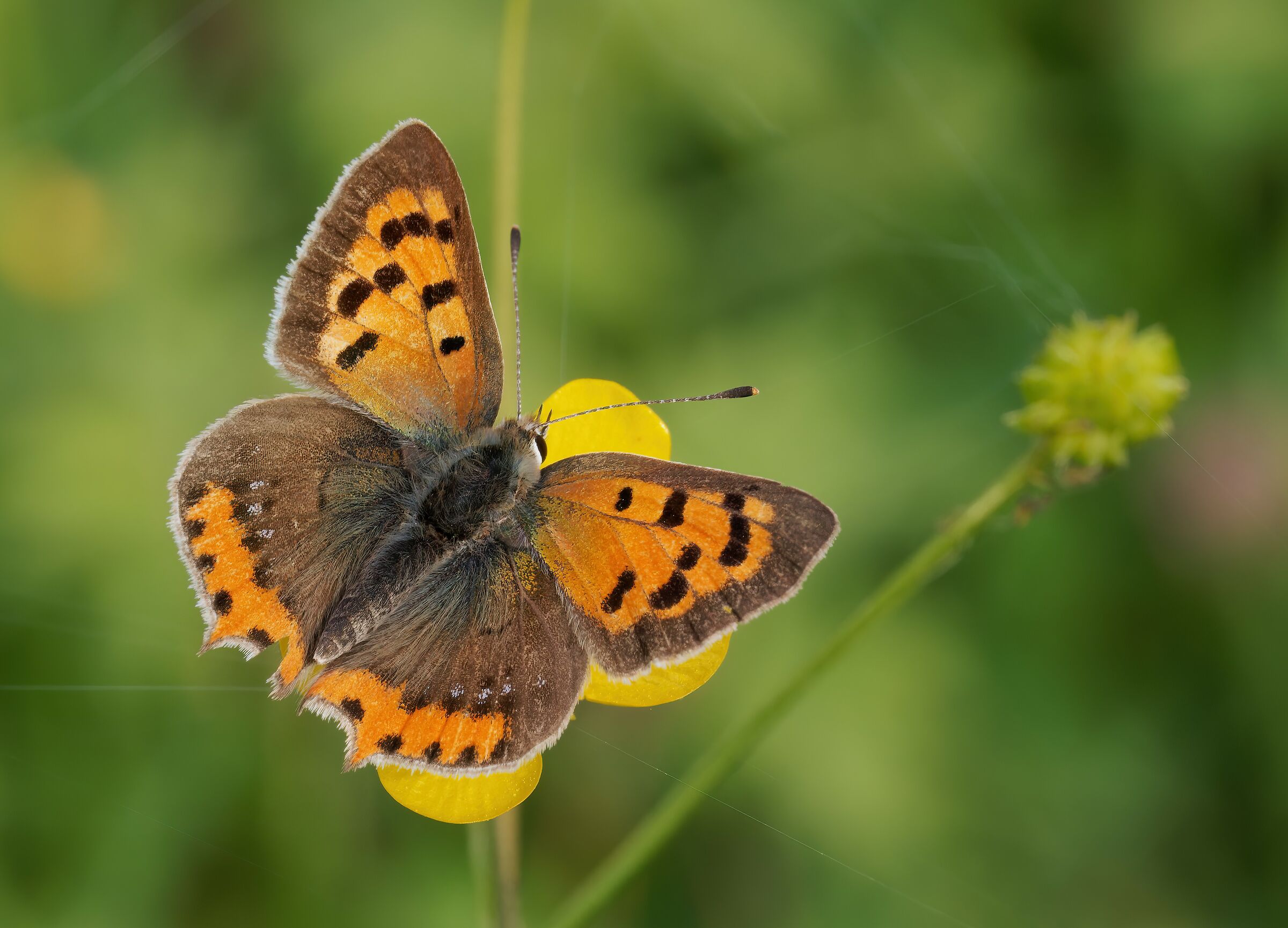 Lycaena phlaeas