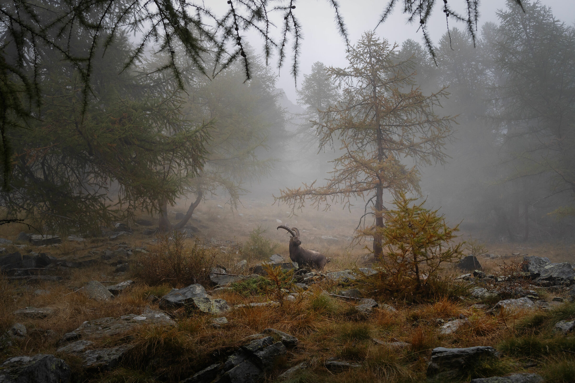 The King of the Alps