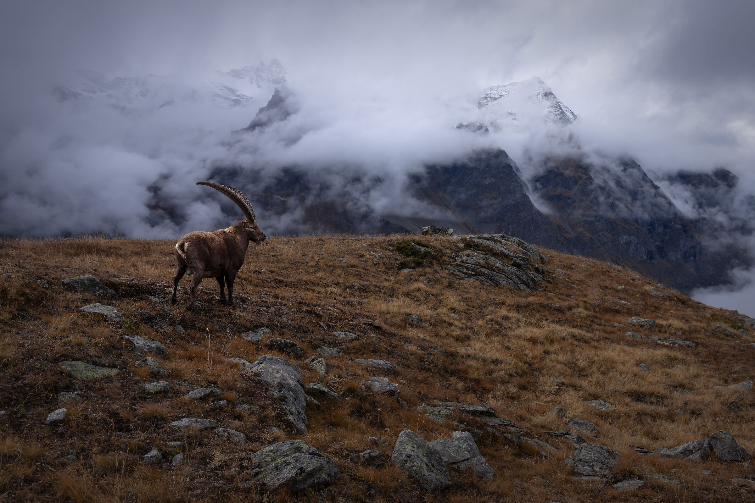 Ibex