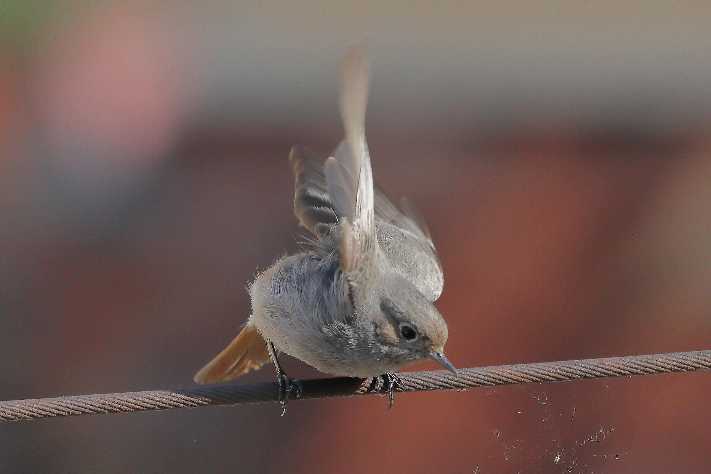 Redstart 01 June 2023