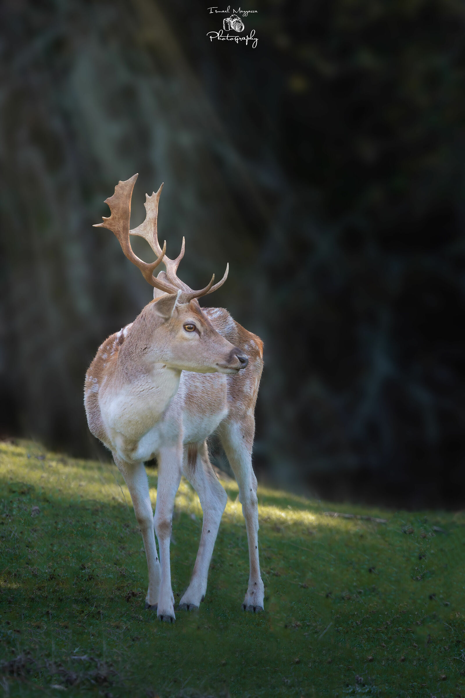 Fallow deer