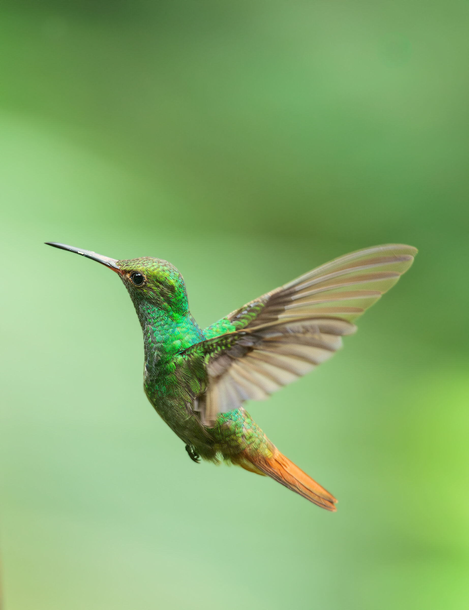 in volo per cercare netare