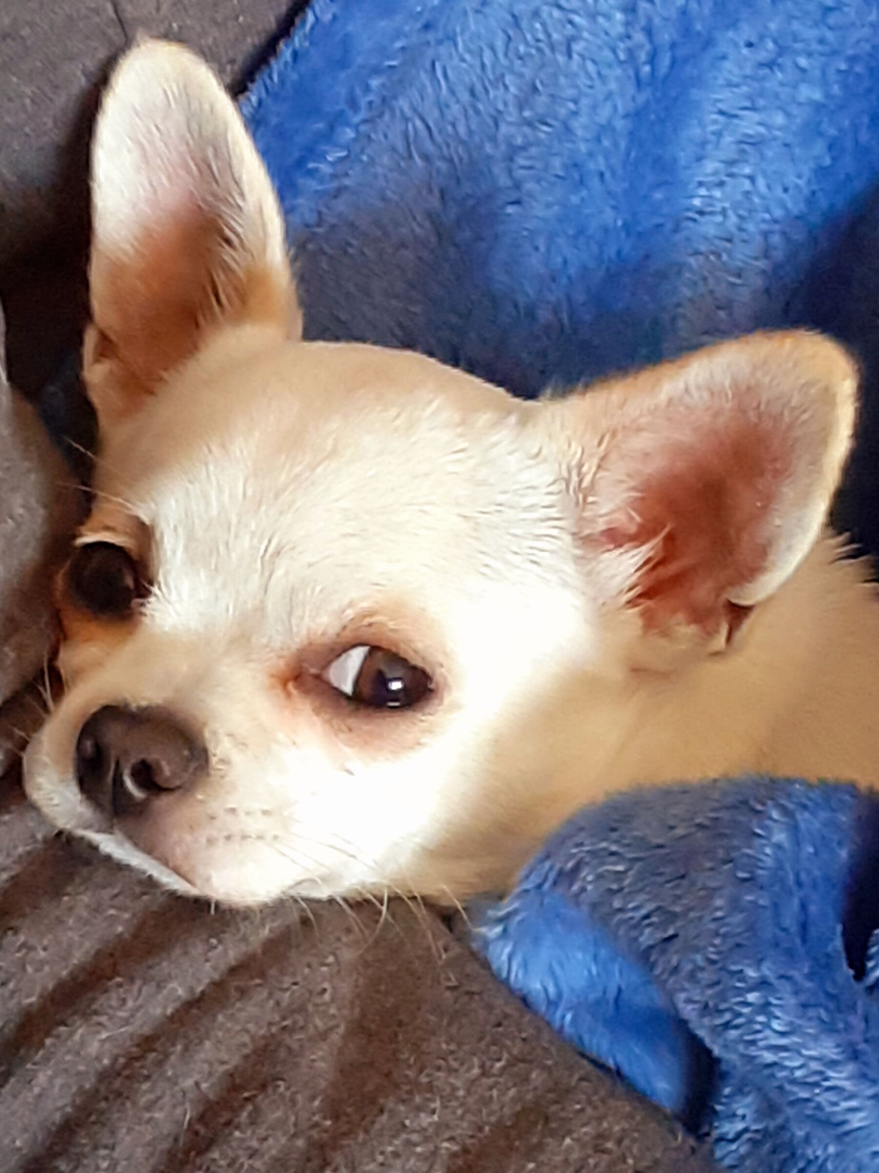 Sonnacchiosa Lilli !