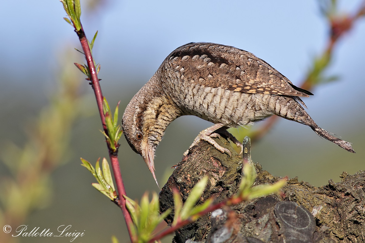 Wryneck (Jynx torquilla)