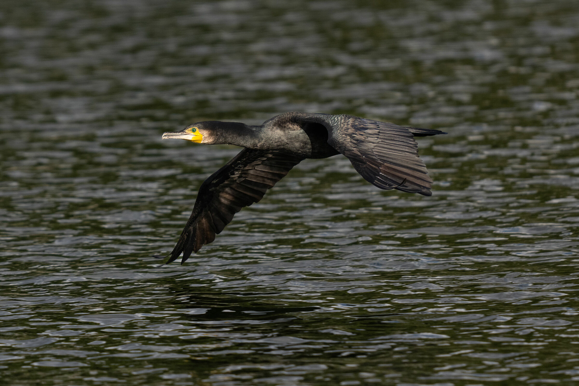 Cormorant