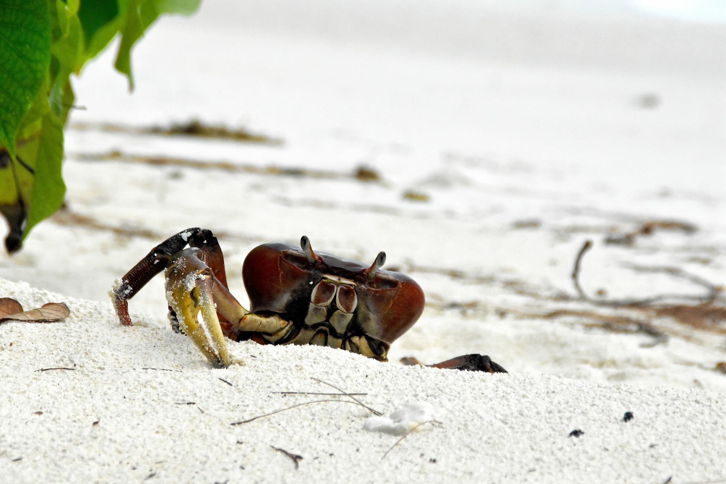 Seychelles Crab