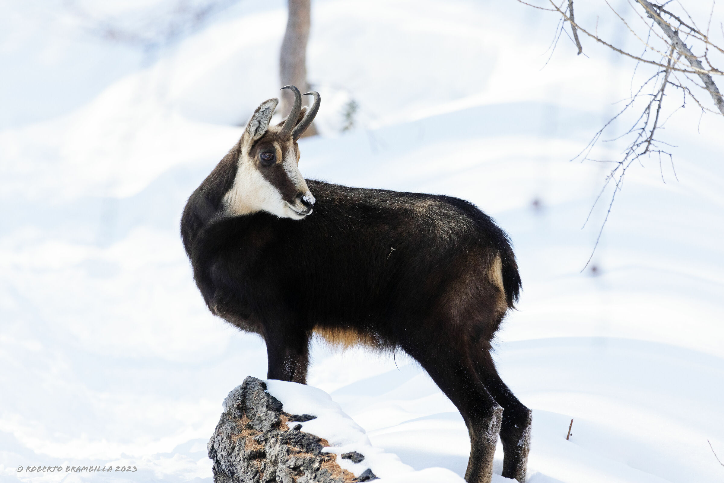 Chamois
