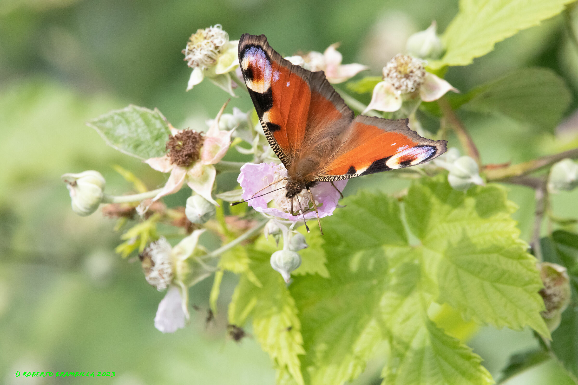 Butterfly