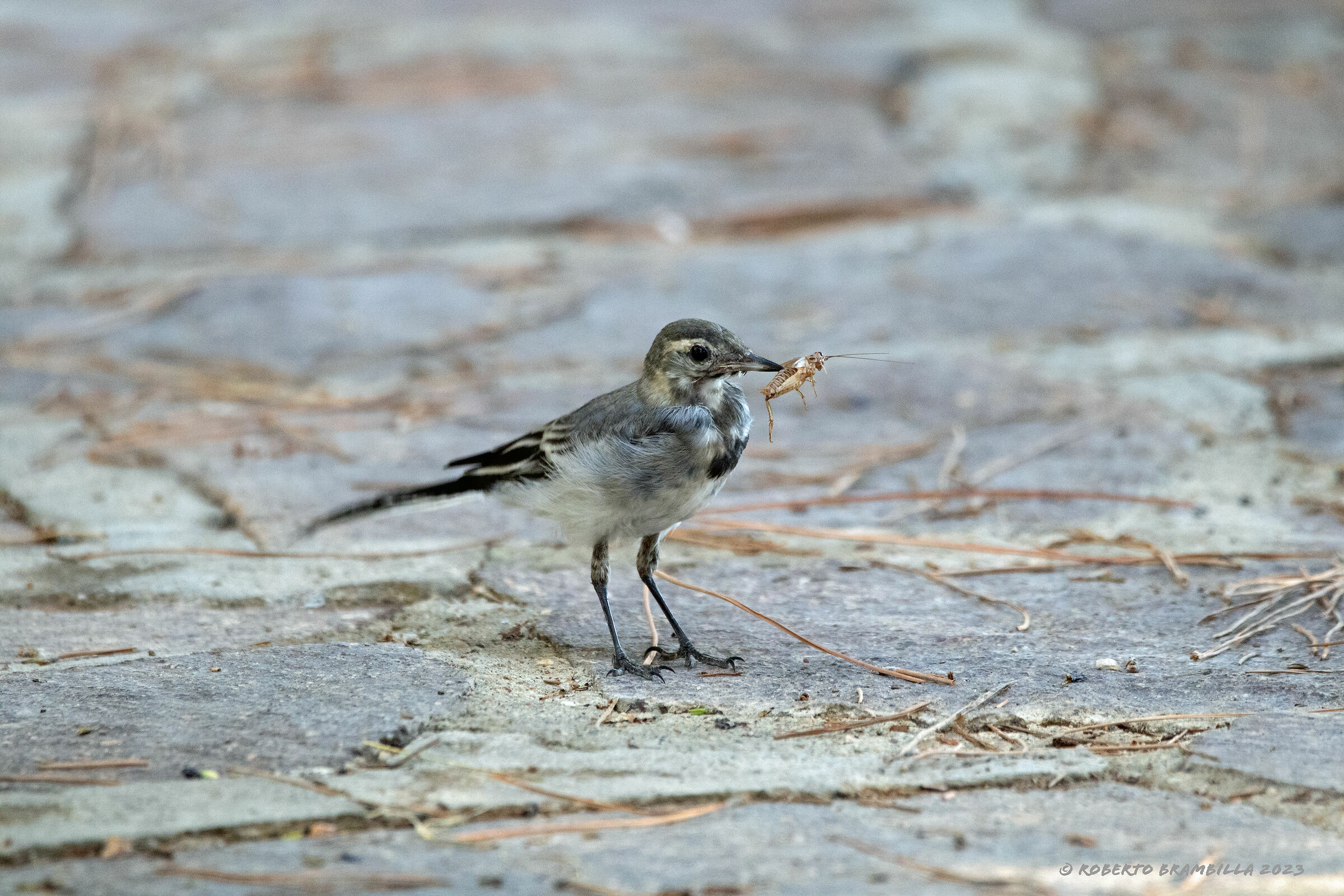 Hungry Ballerina