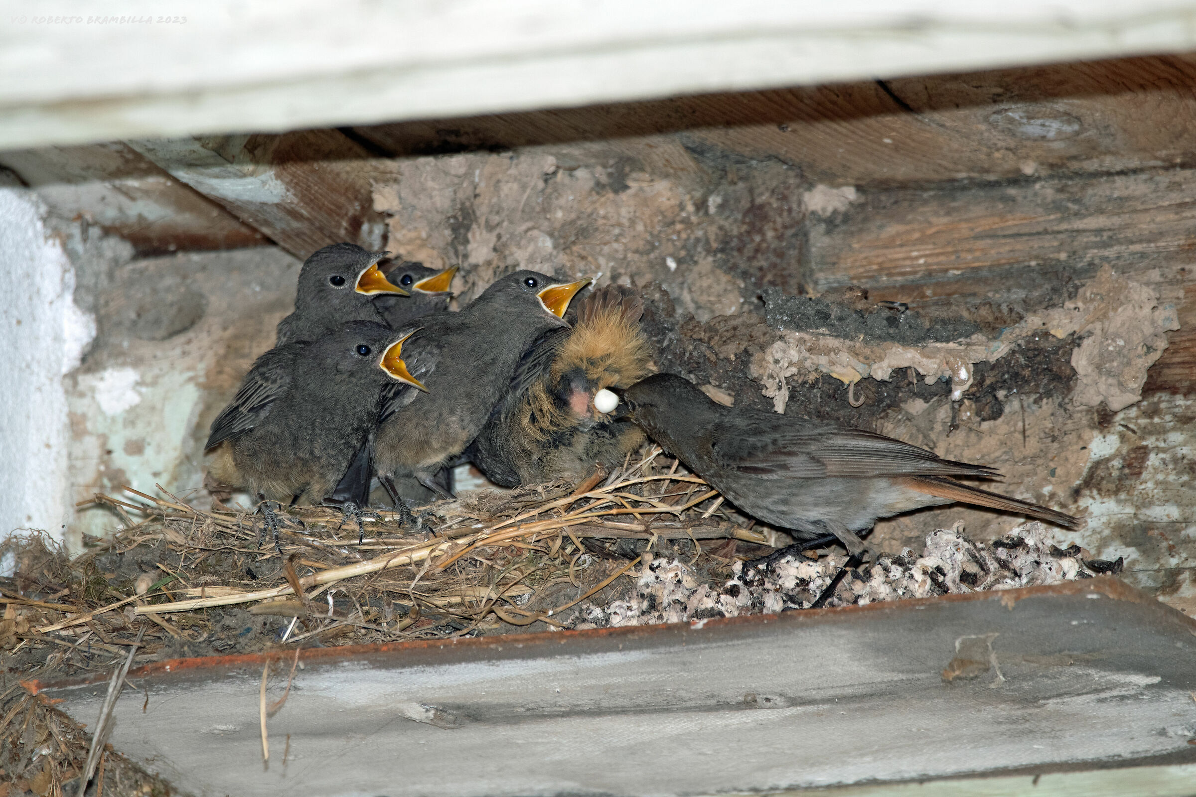 Cleaning at home Redstart