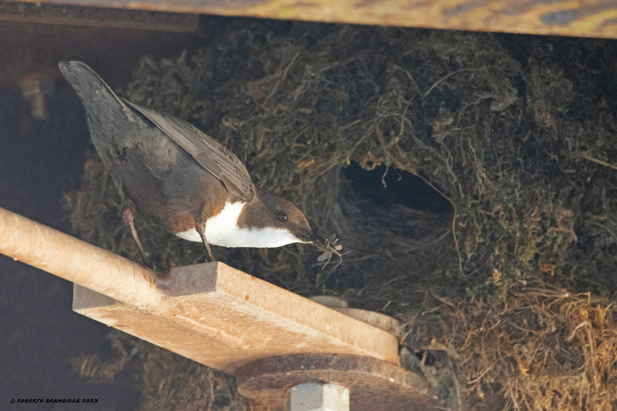 White-throated dipper