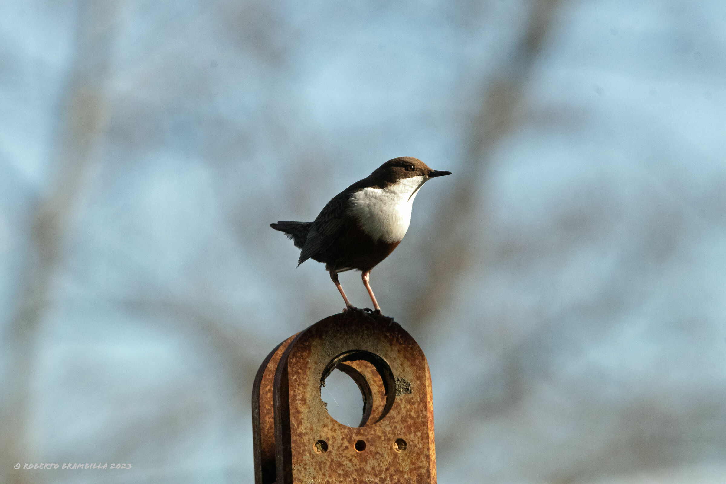 Blackbird Dipper on lookout at the nest not far away