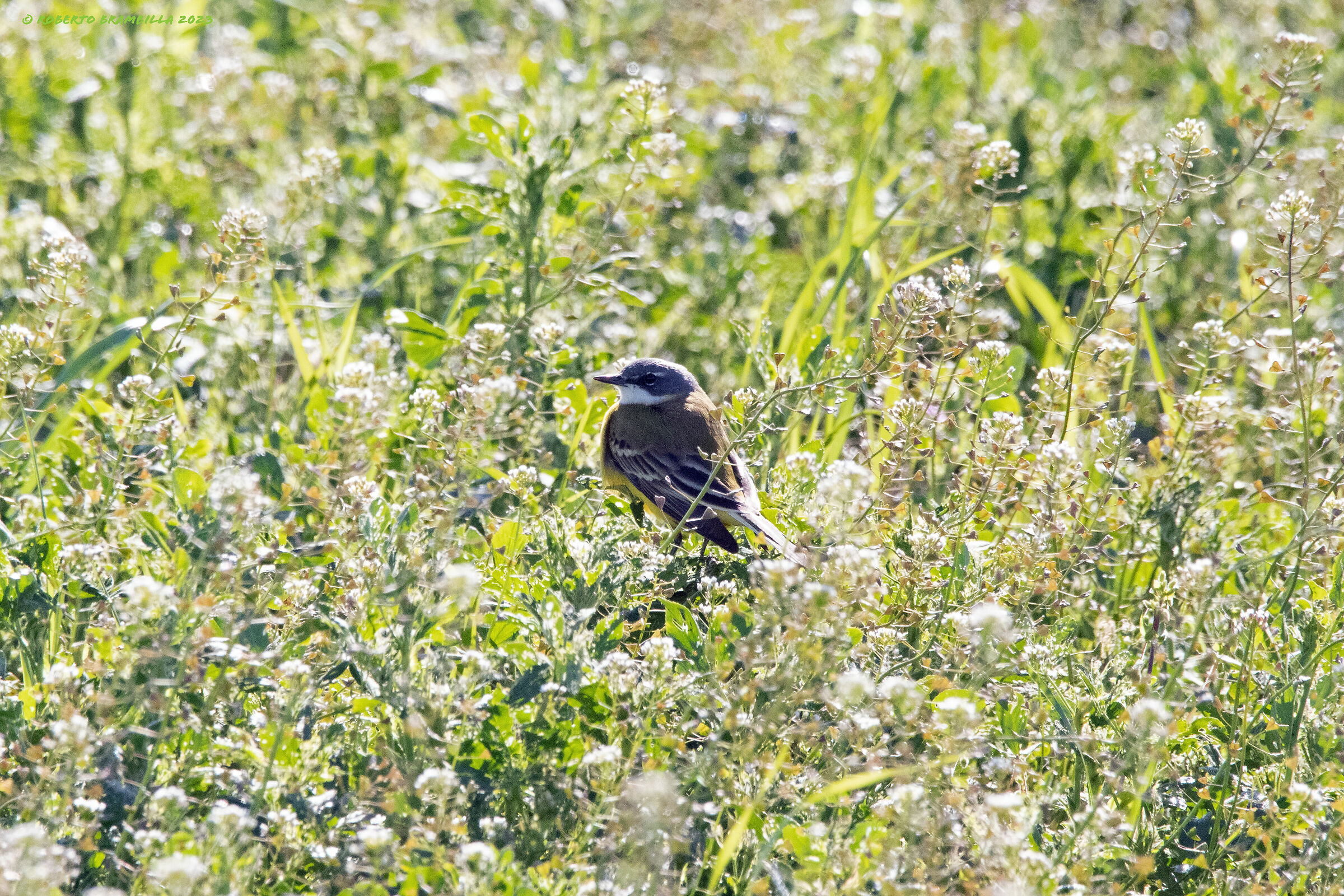 Wagtail