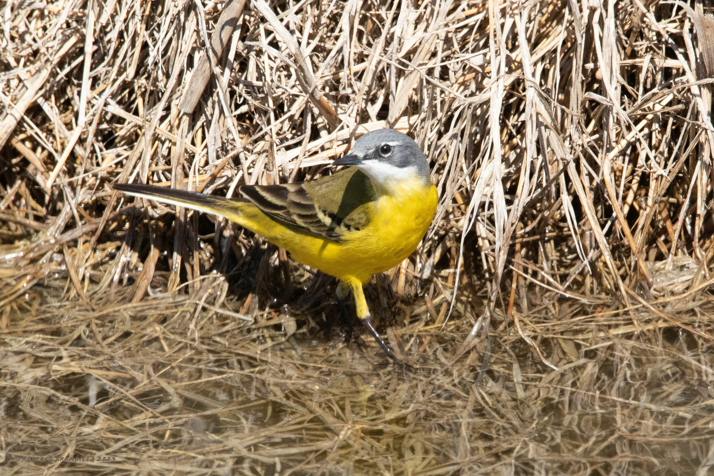 Wagtail in the bath