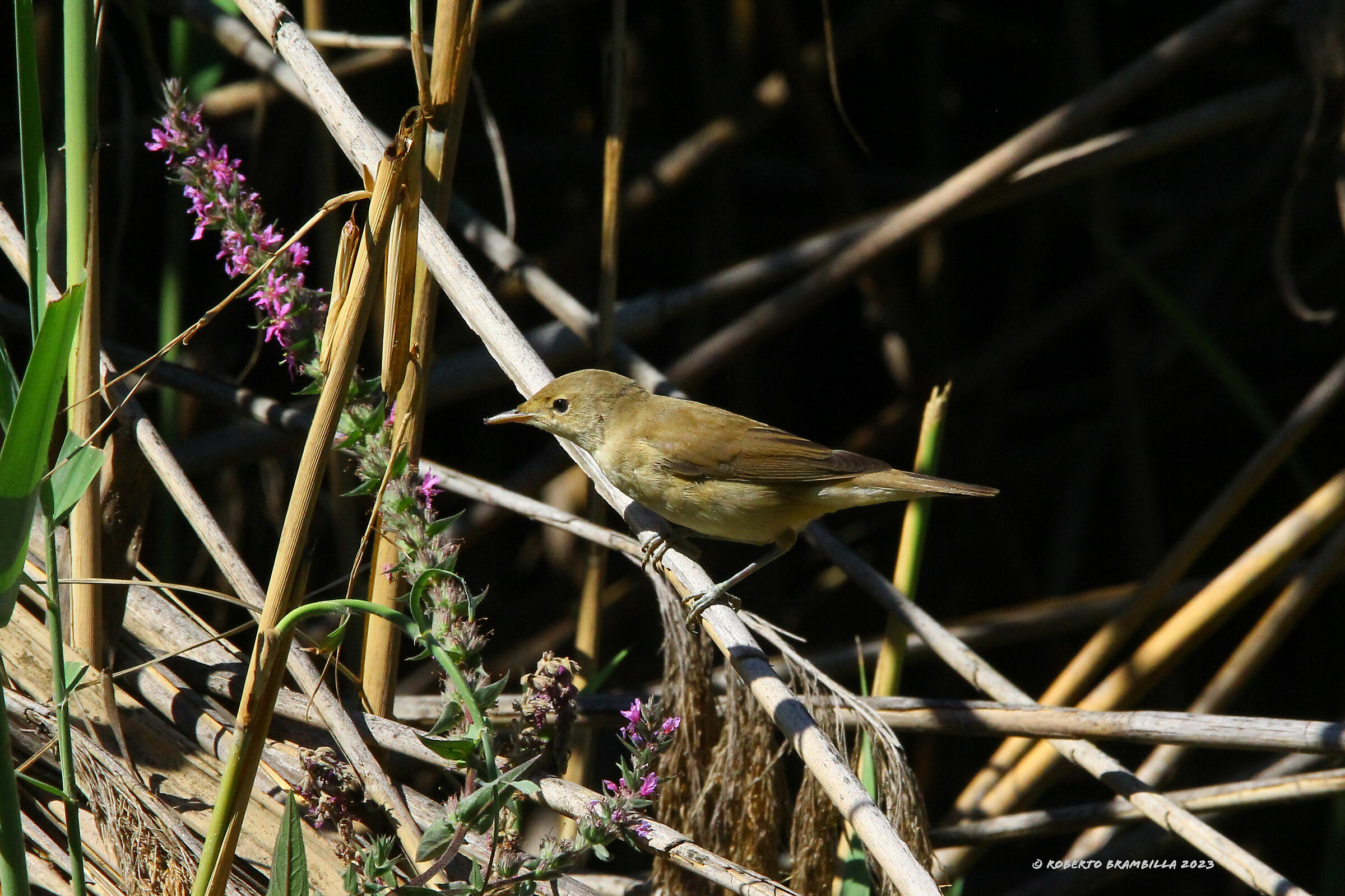 Reed Warbler
