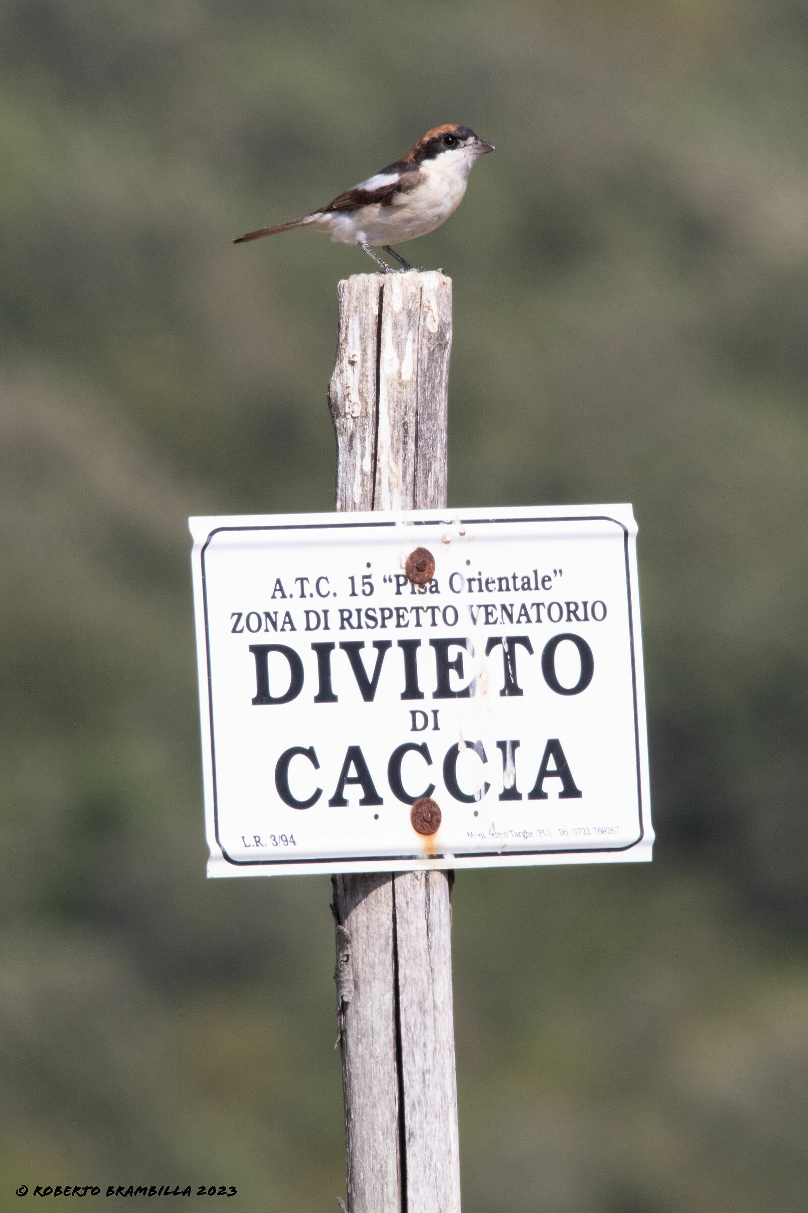 Don't fool me, Red-headed Shrike
