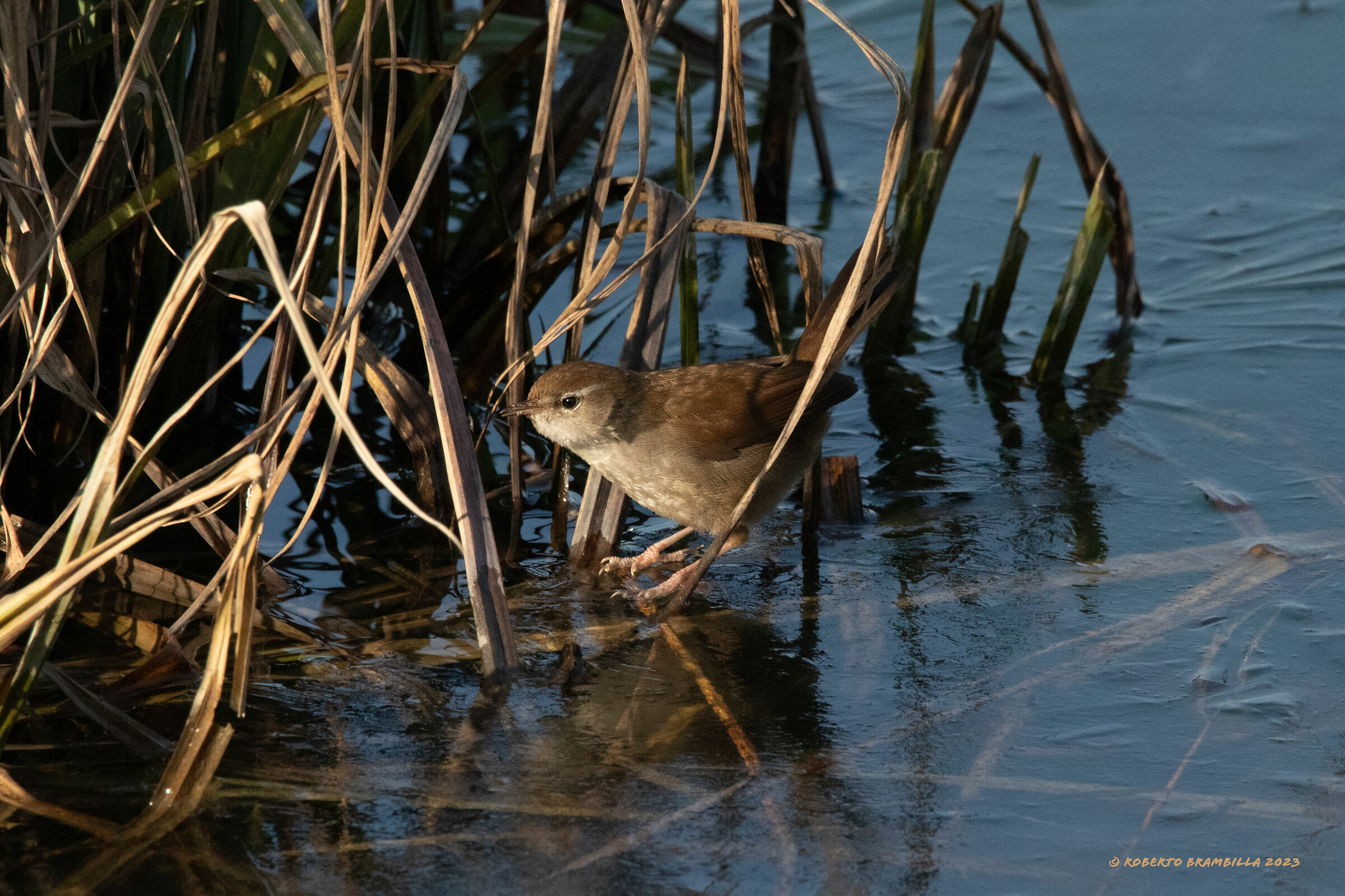 Usignolo di Fiume