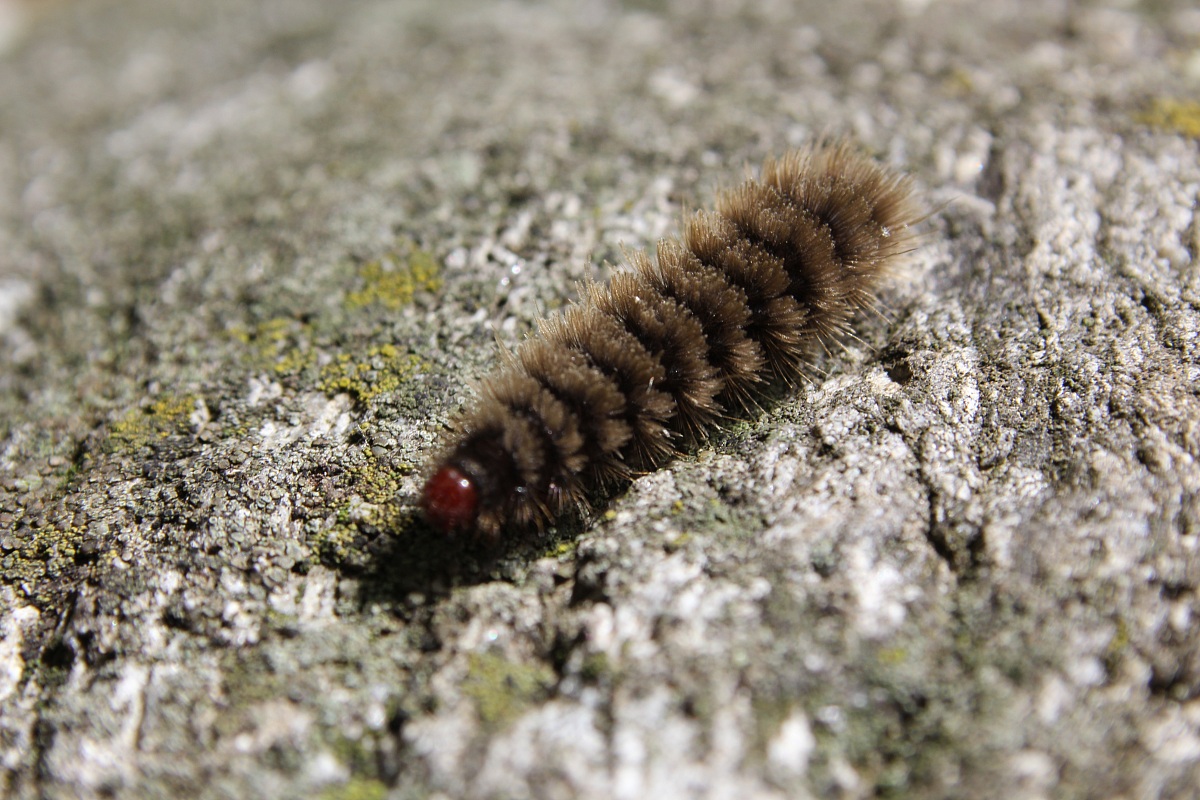 vabbè ke hai 1000 piedi ma stai fermo!!!
