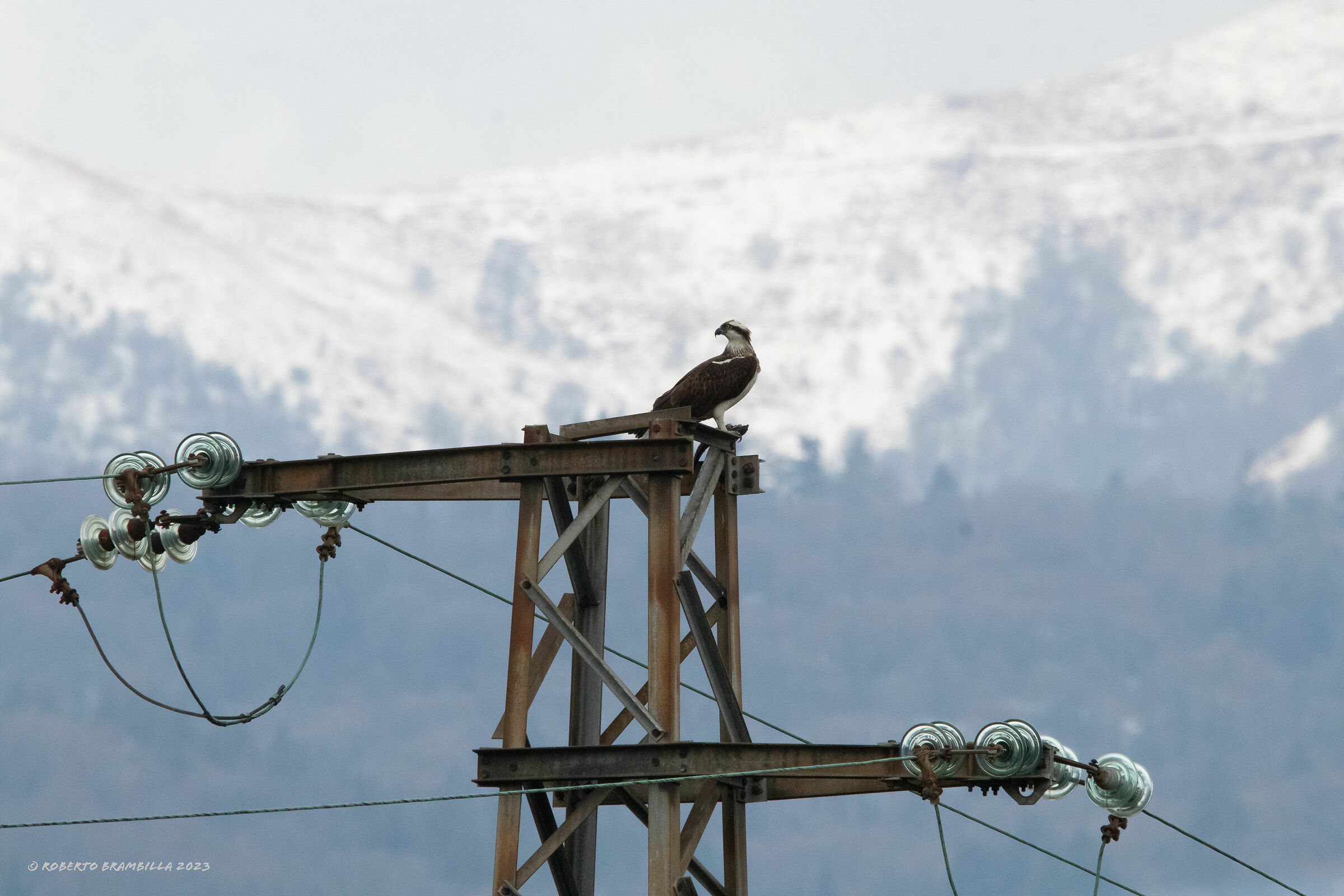 Osprey