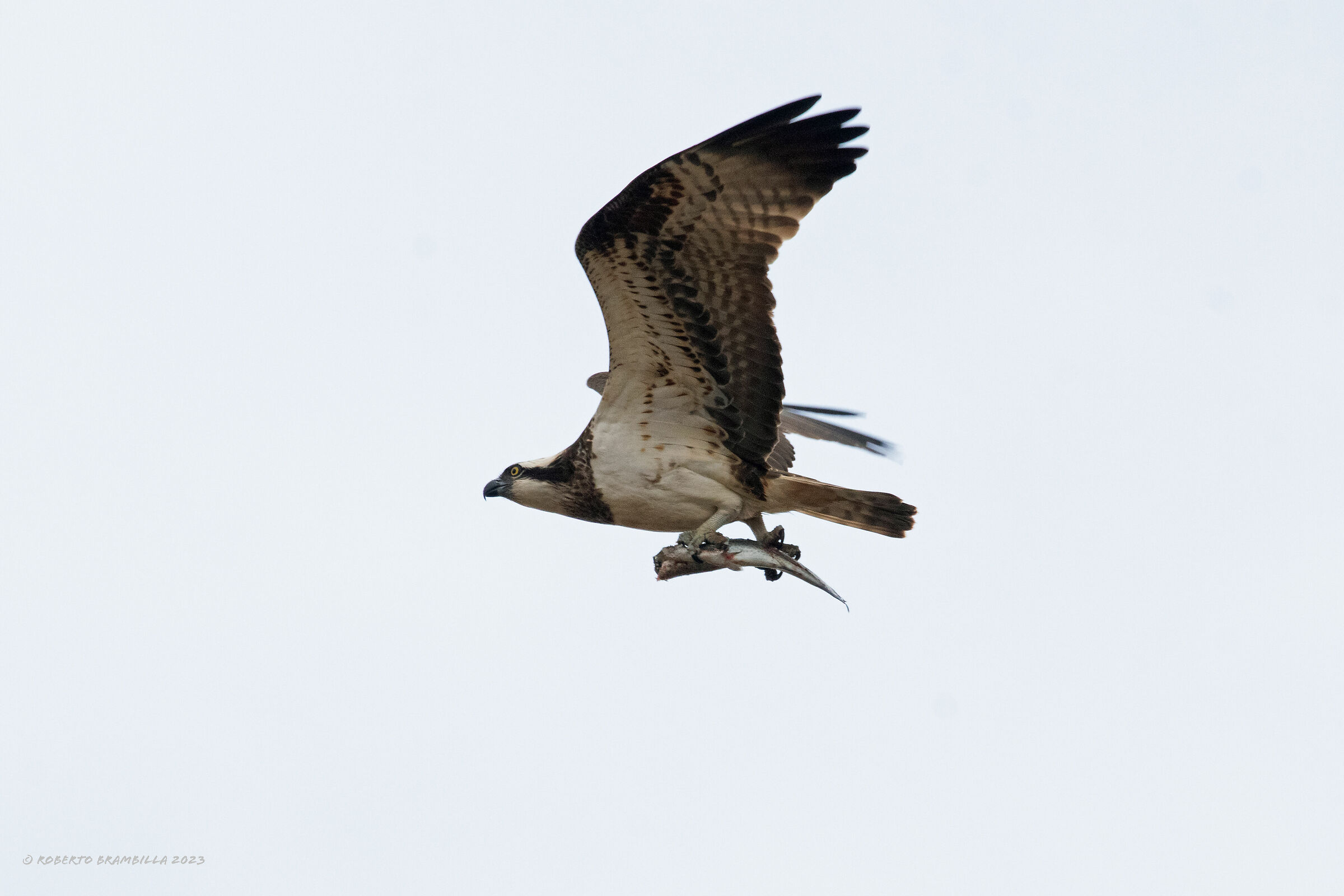 Osprey