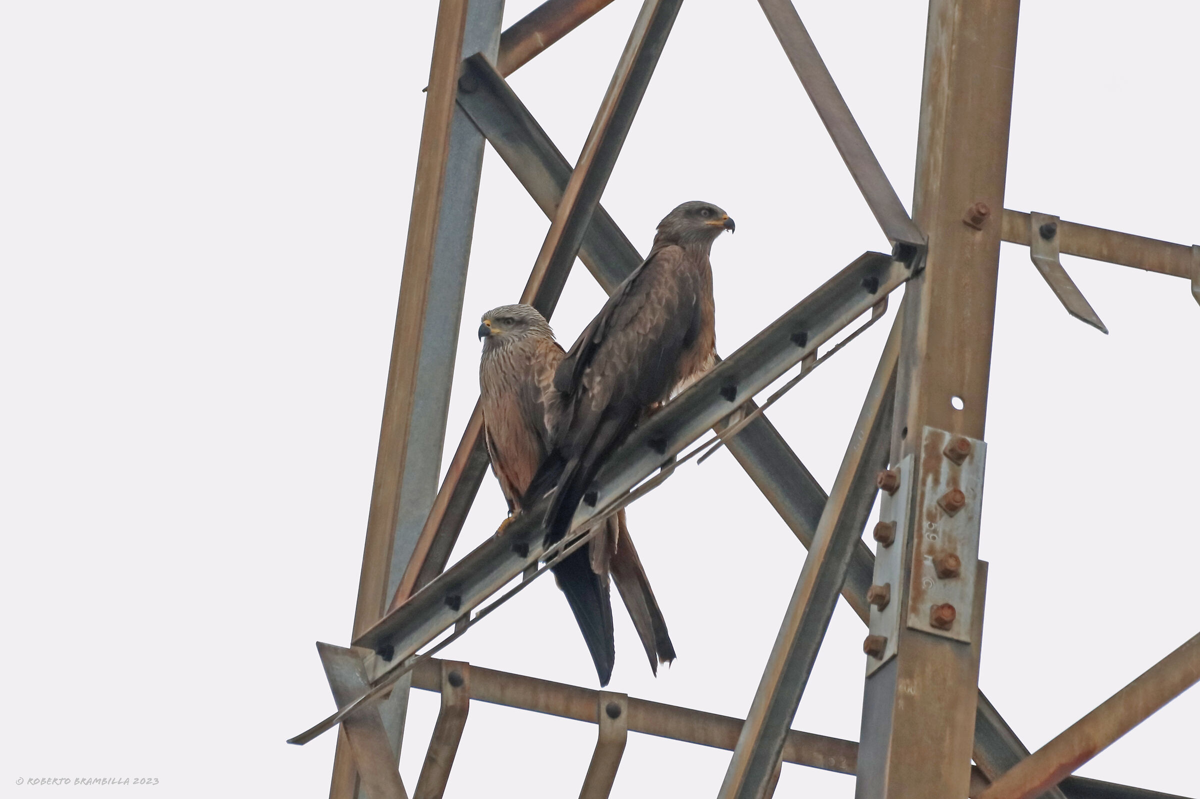 Pair of Black Kites