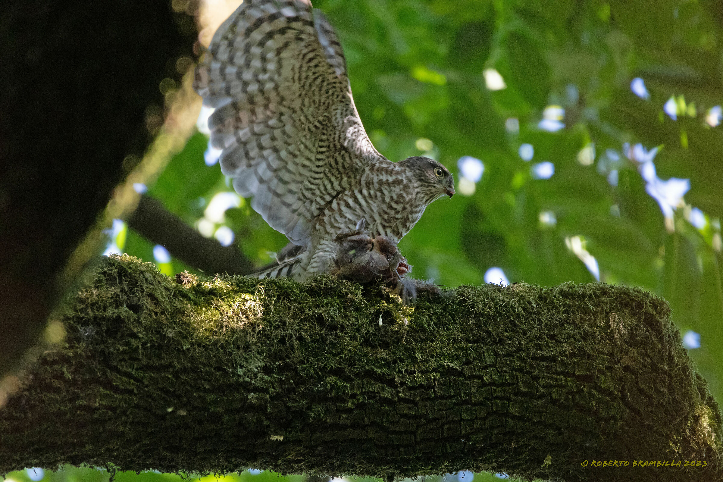 Sparrowhawk with prey
