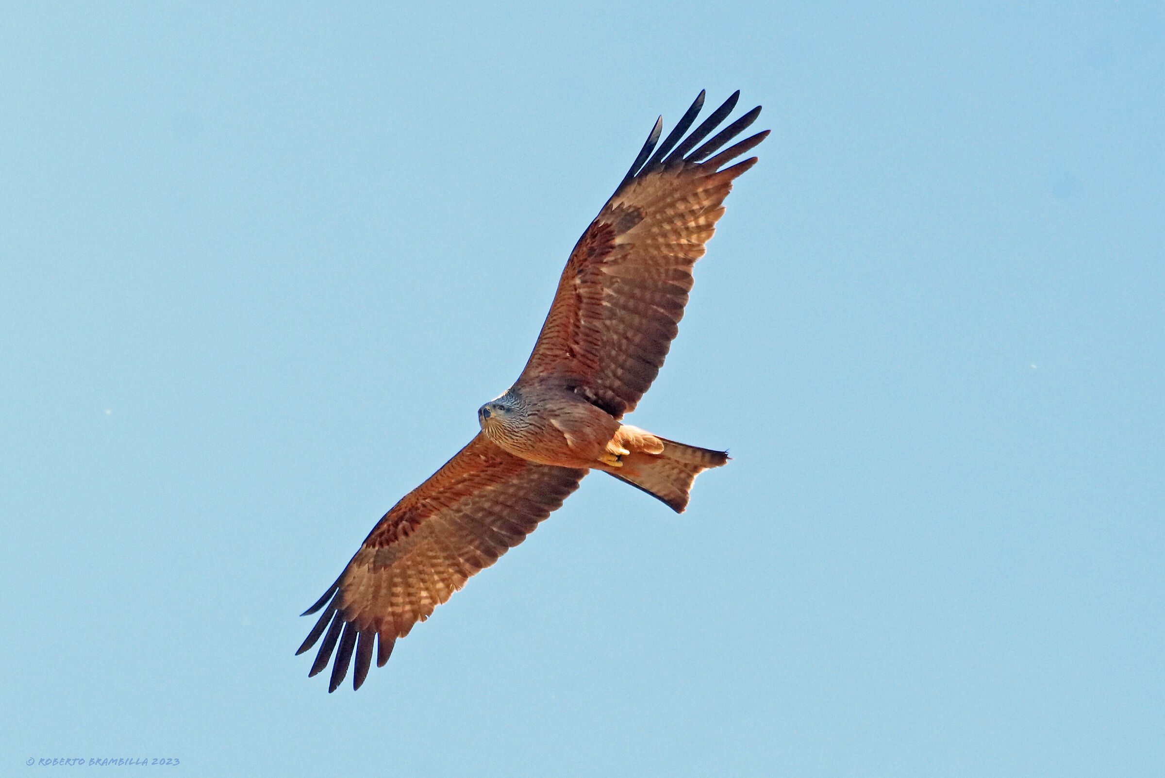 Black kite