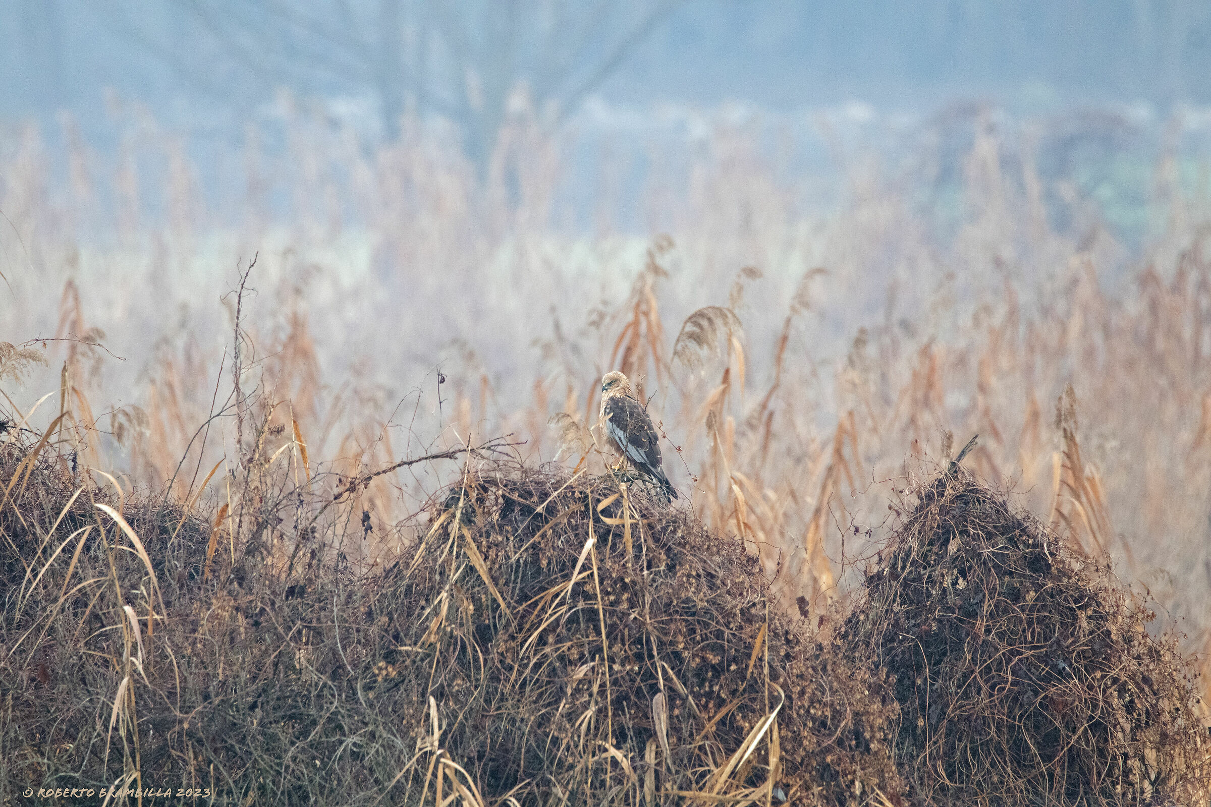 Hen harrier