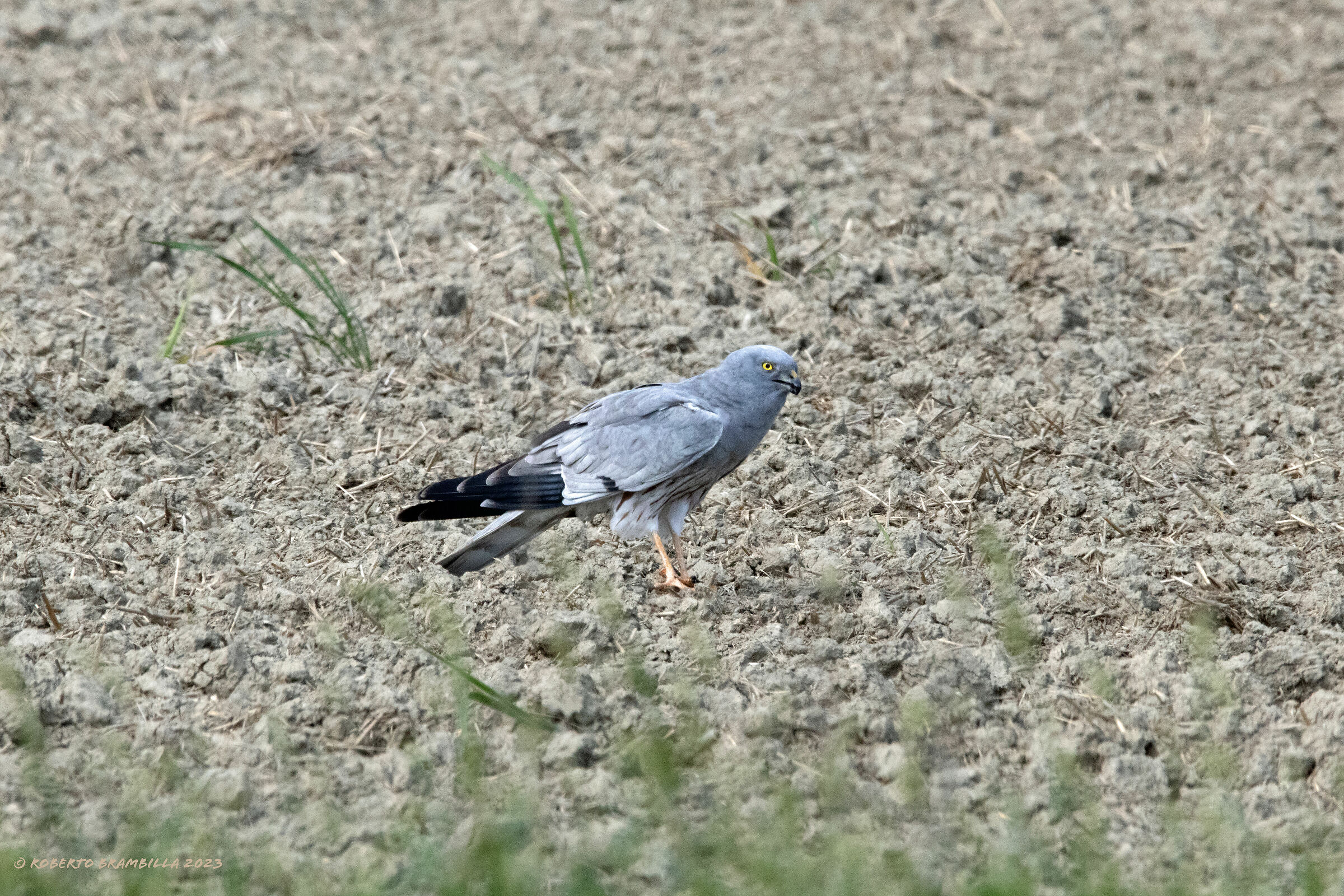 Hen Harrier