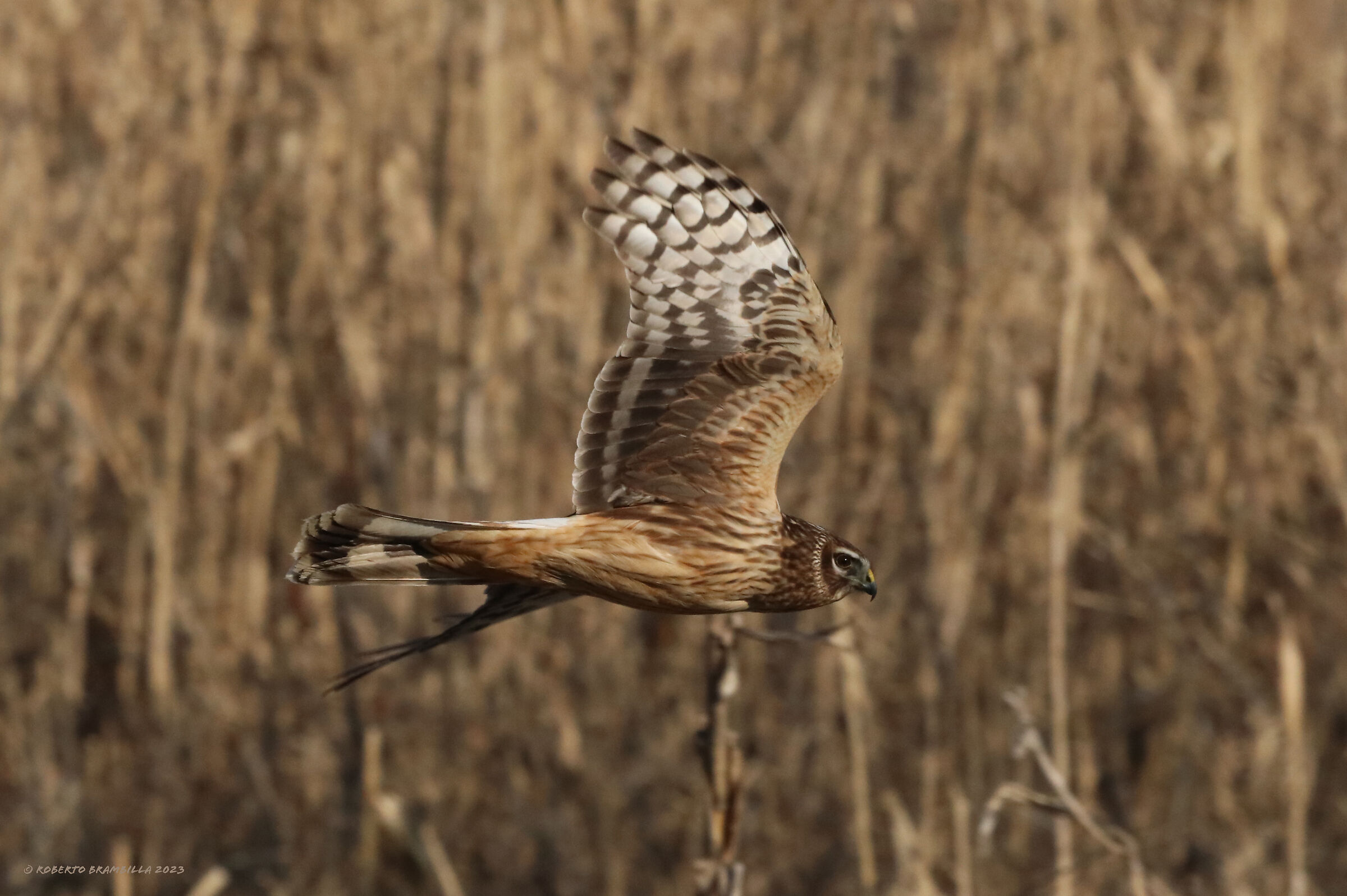 Hen harrier