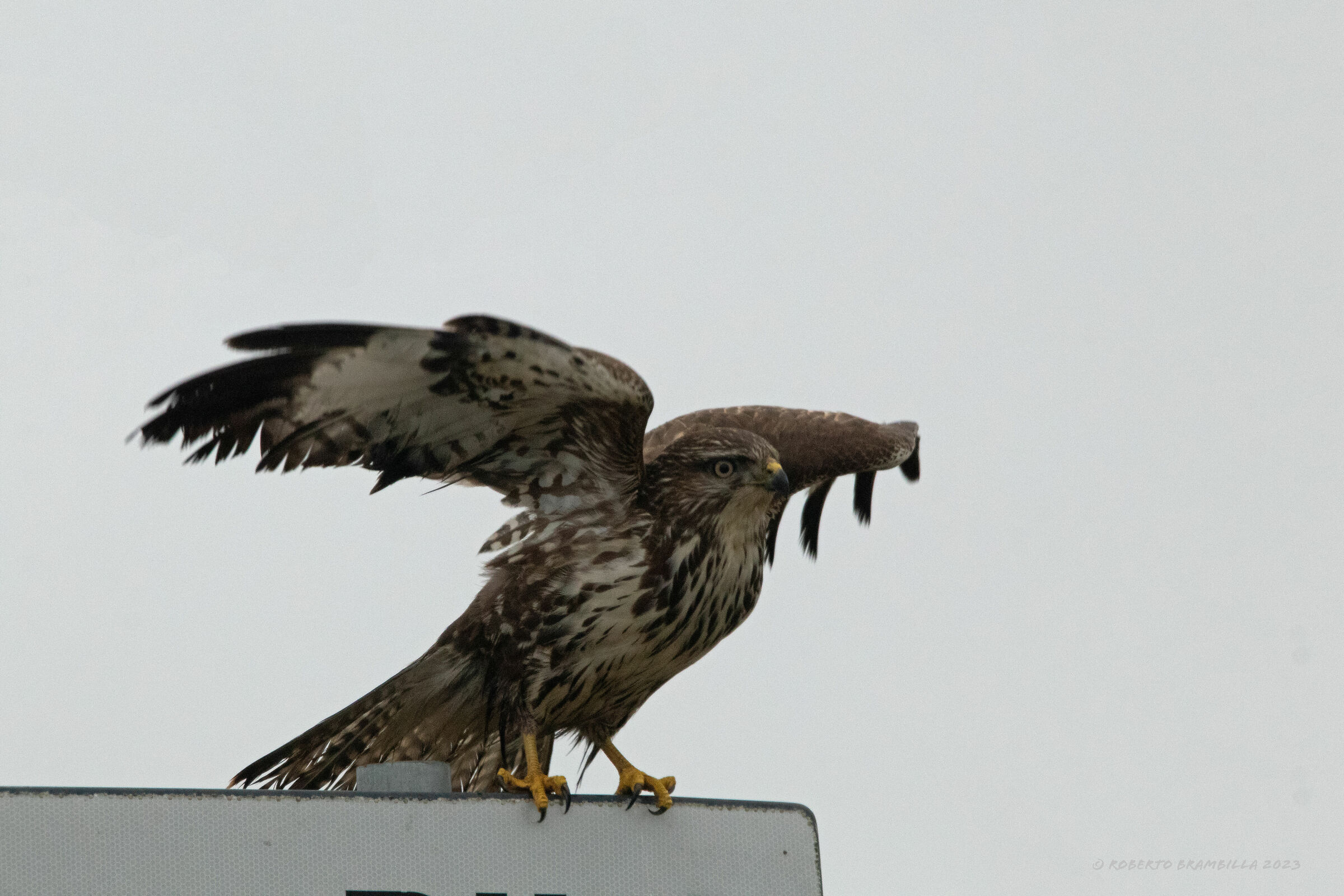 Drying wings..