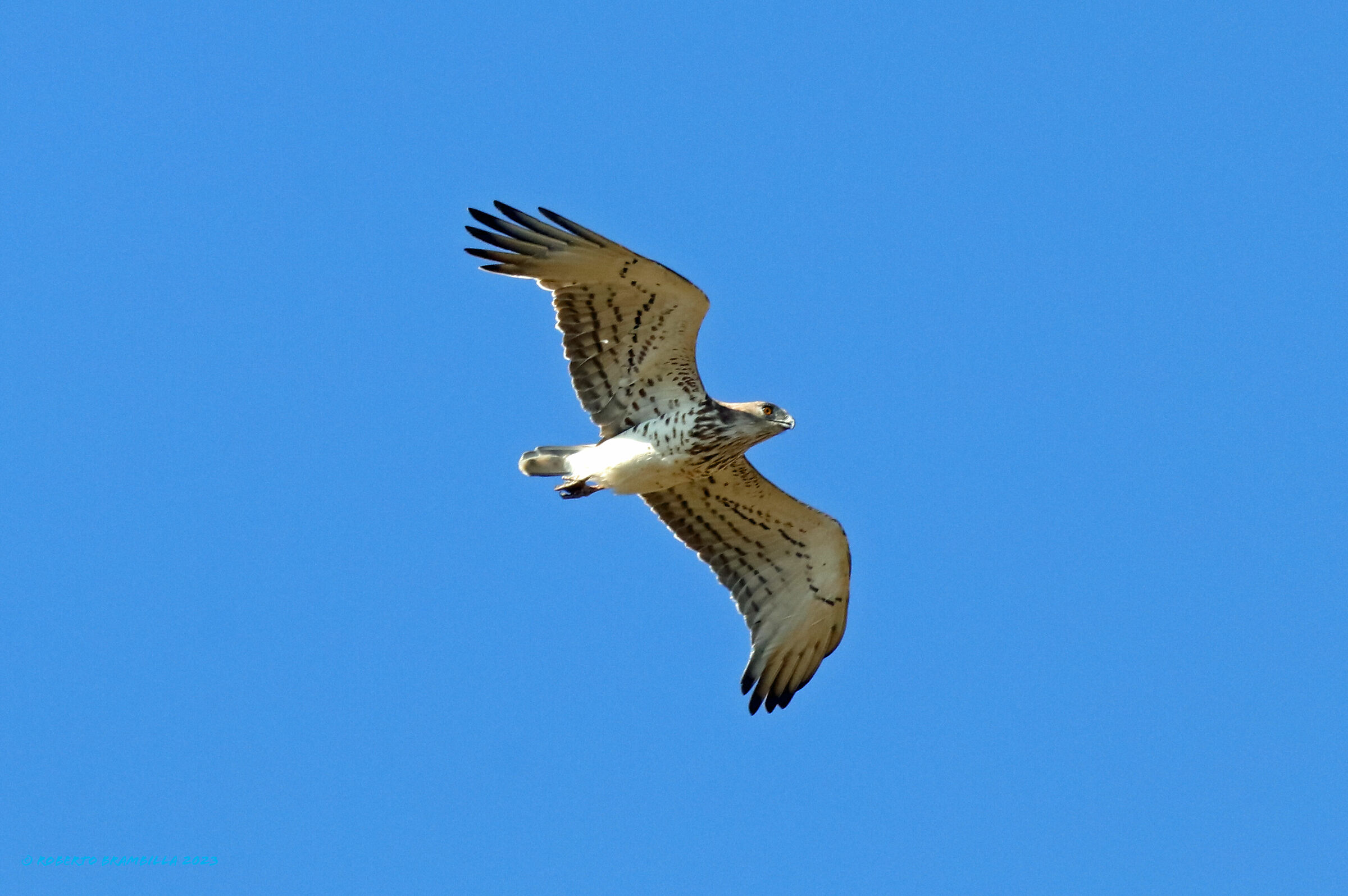 Harrier eagle