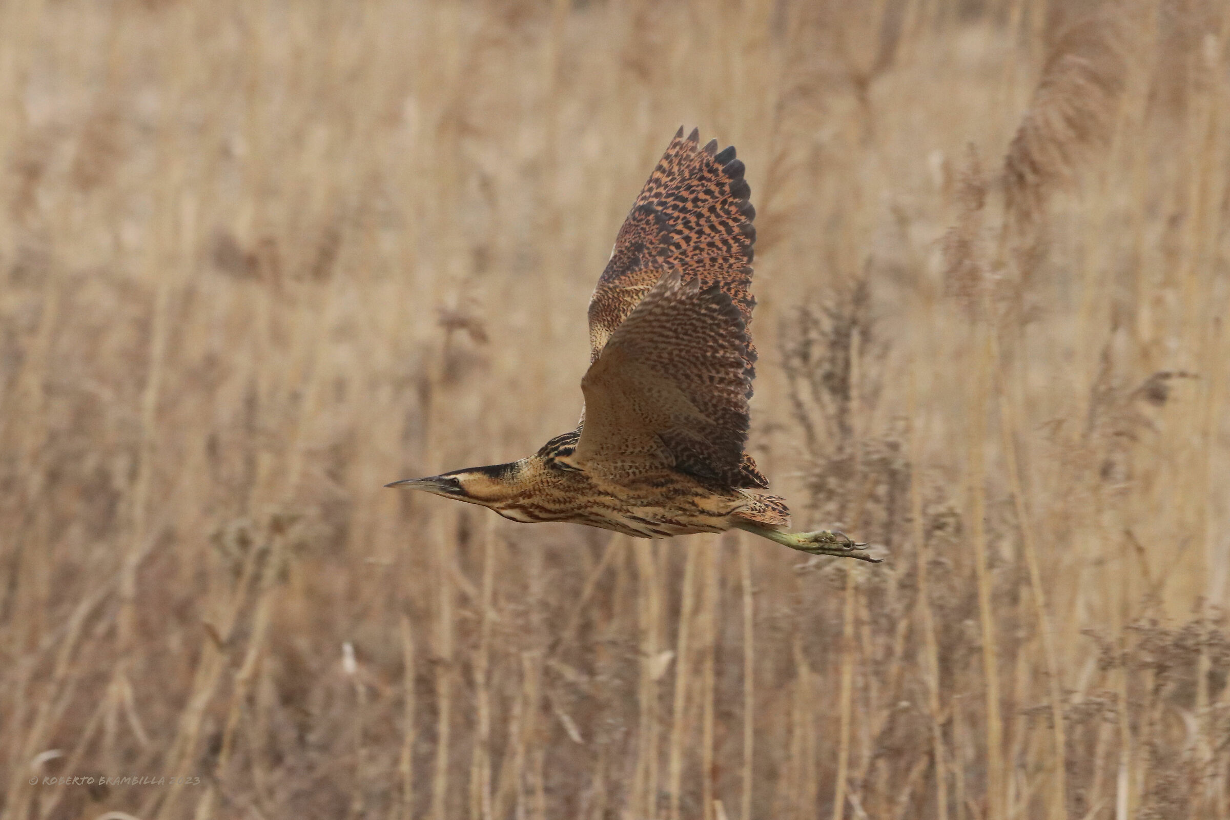 Bittern