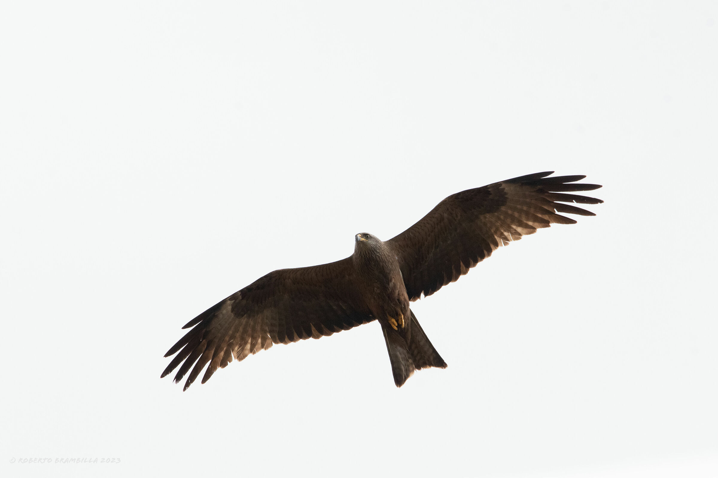 Black kite