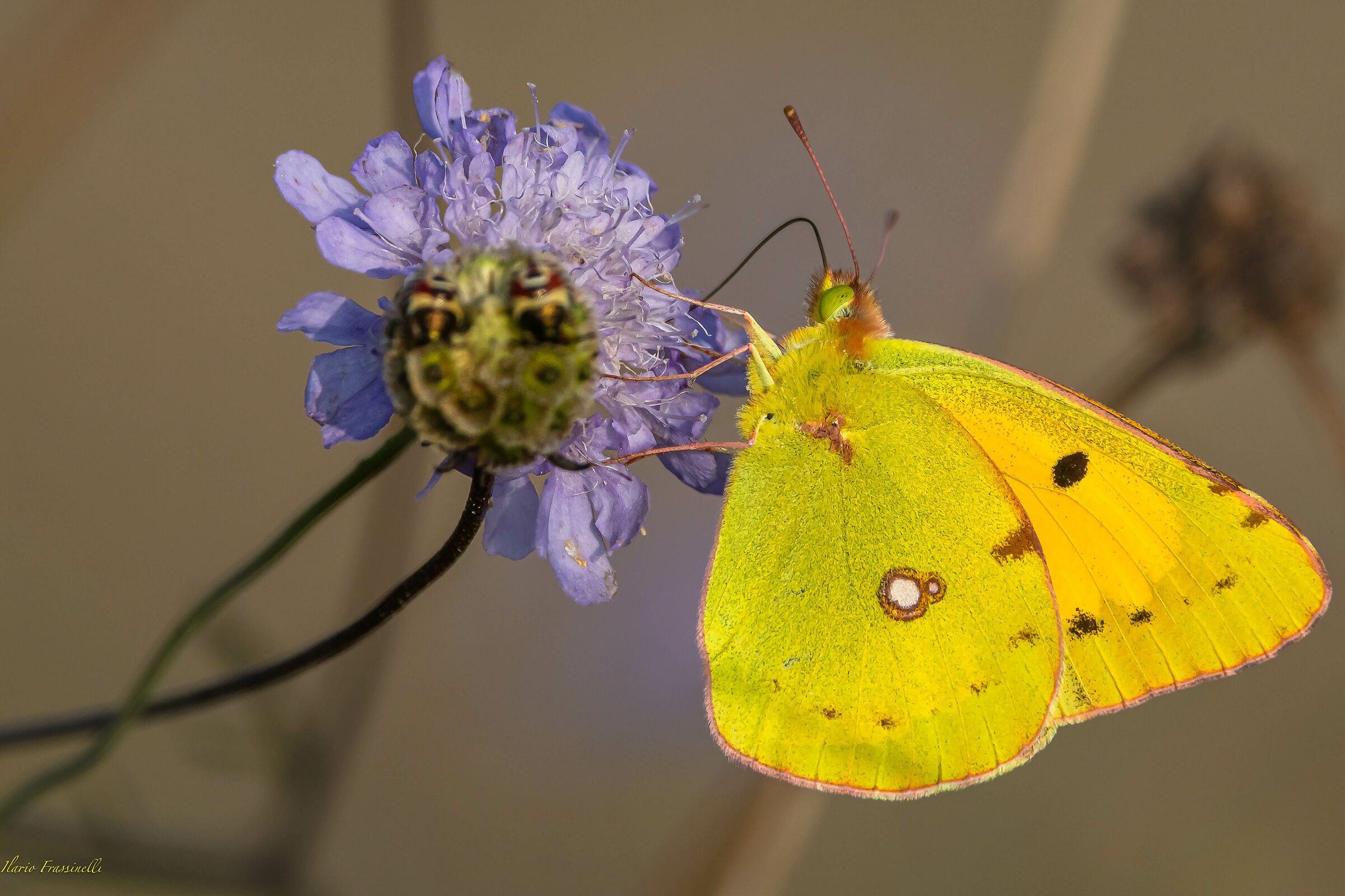 Colias crocea