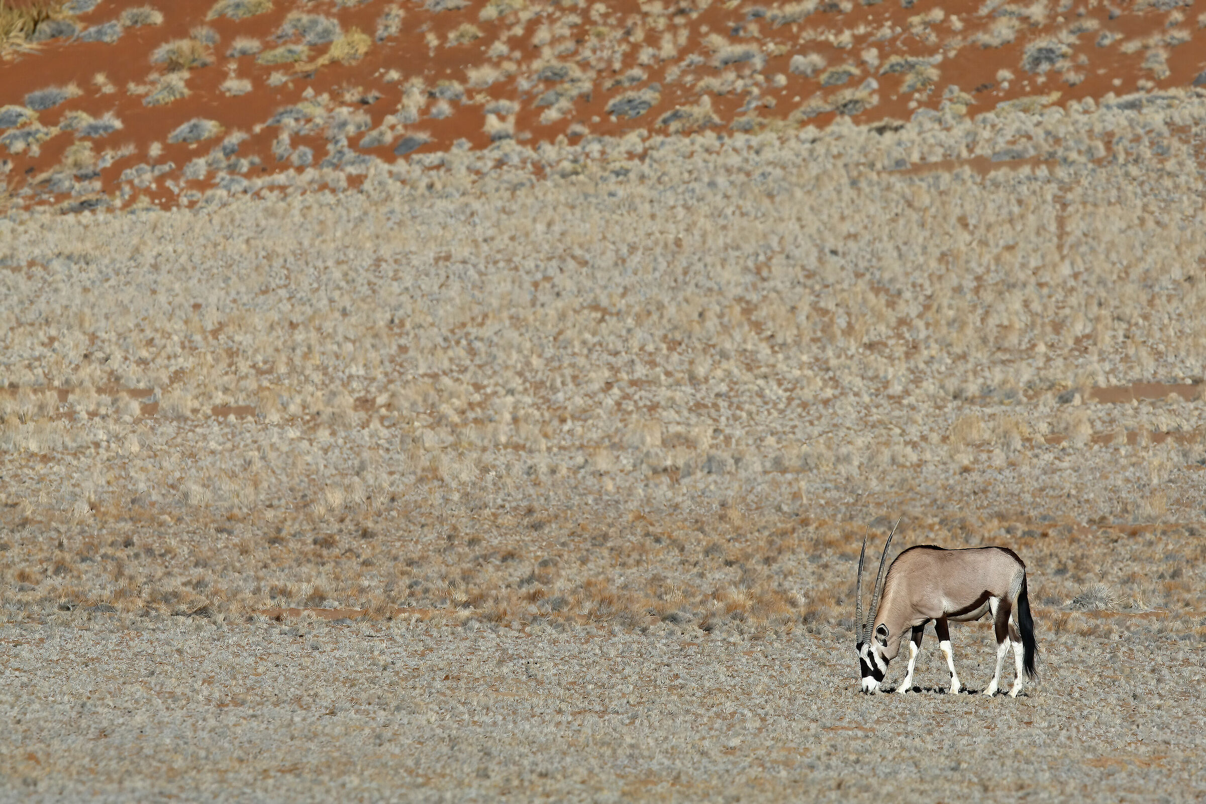L'orice, animale simbolo della Namibia...