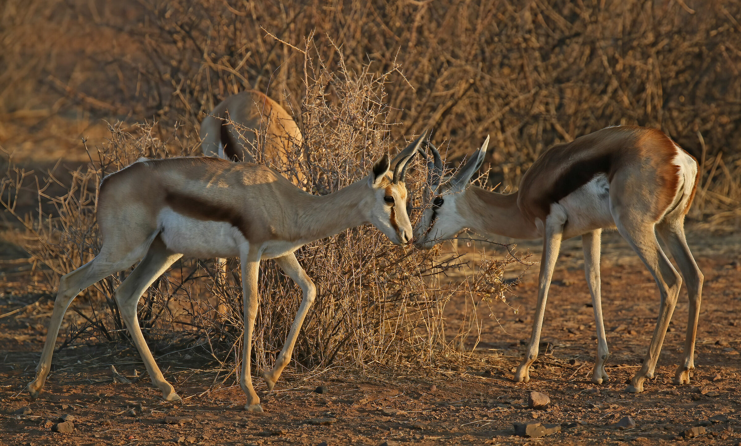 Springbok - Antidorcas marsupialis