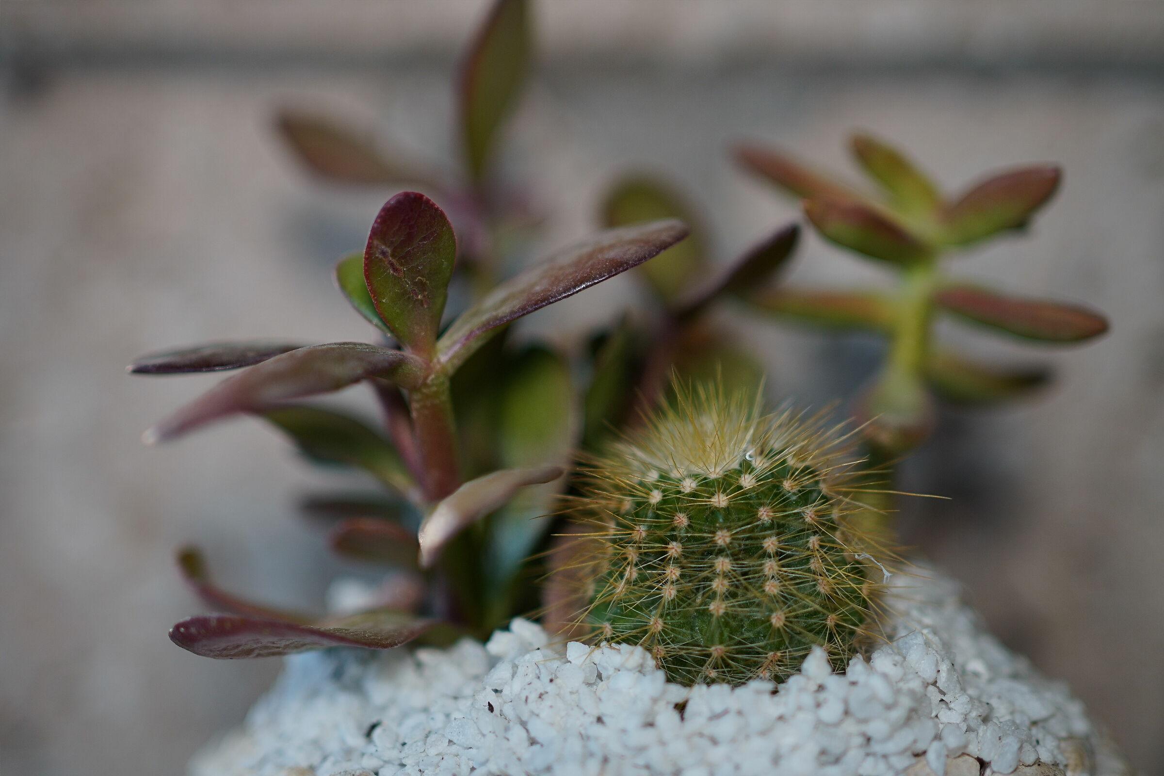 Succulents