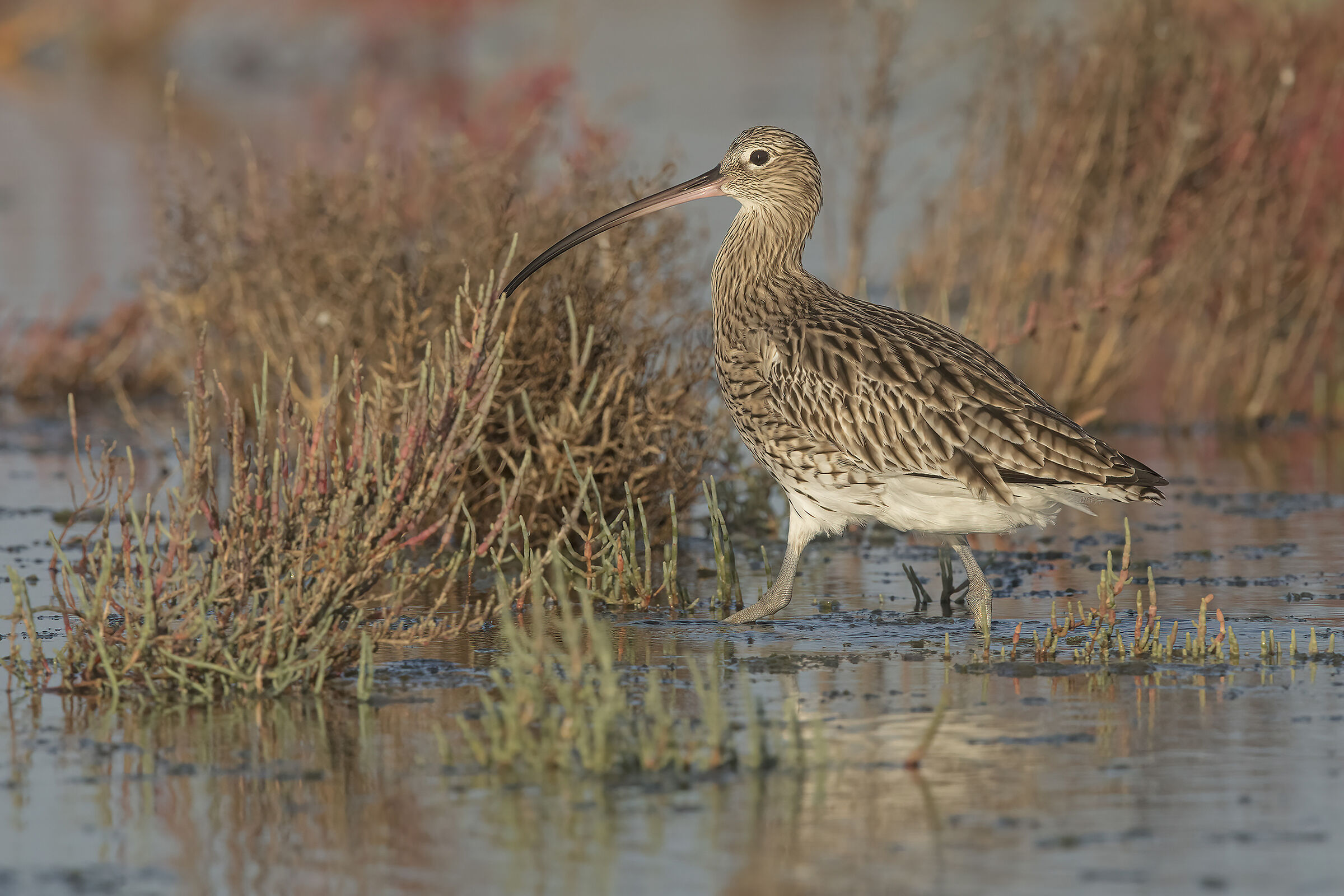Curlew (Numenius arquata)