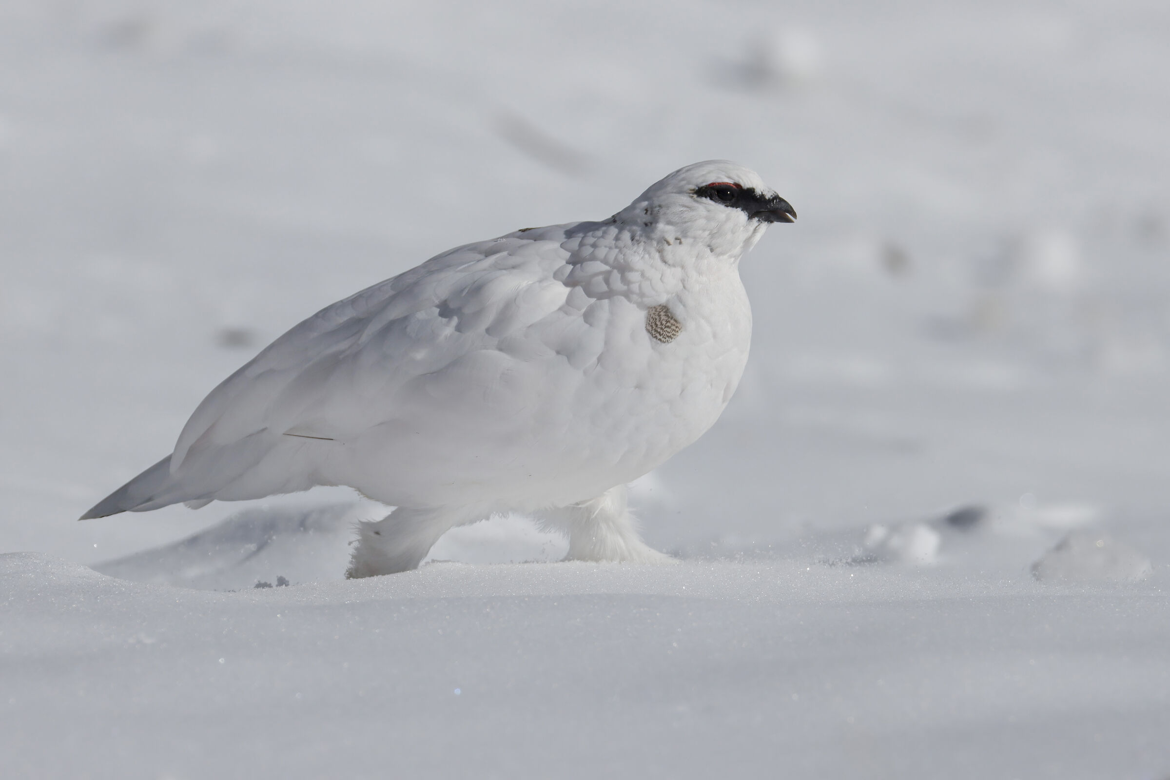 il bianco che conquista, pernice bianca