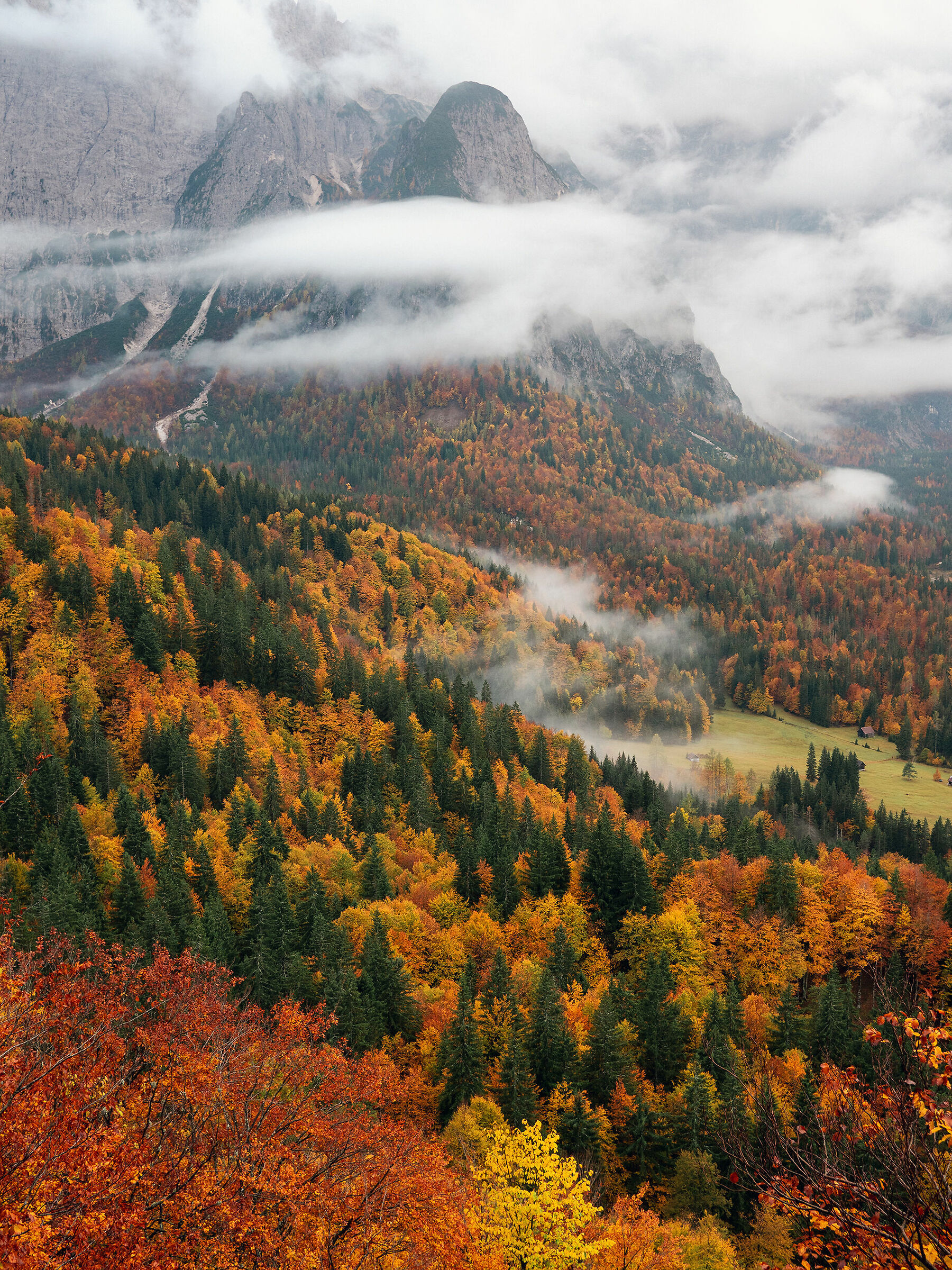 Foliage in Val Saisera - Julian Alps