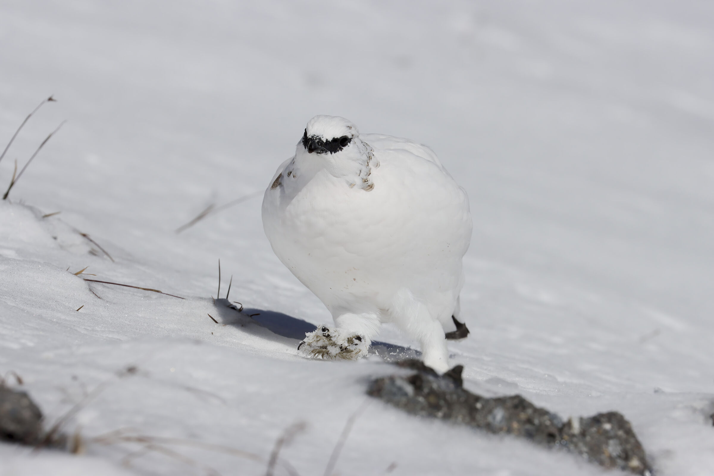 il bianco che avanza, pernice bianca