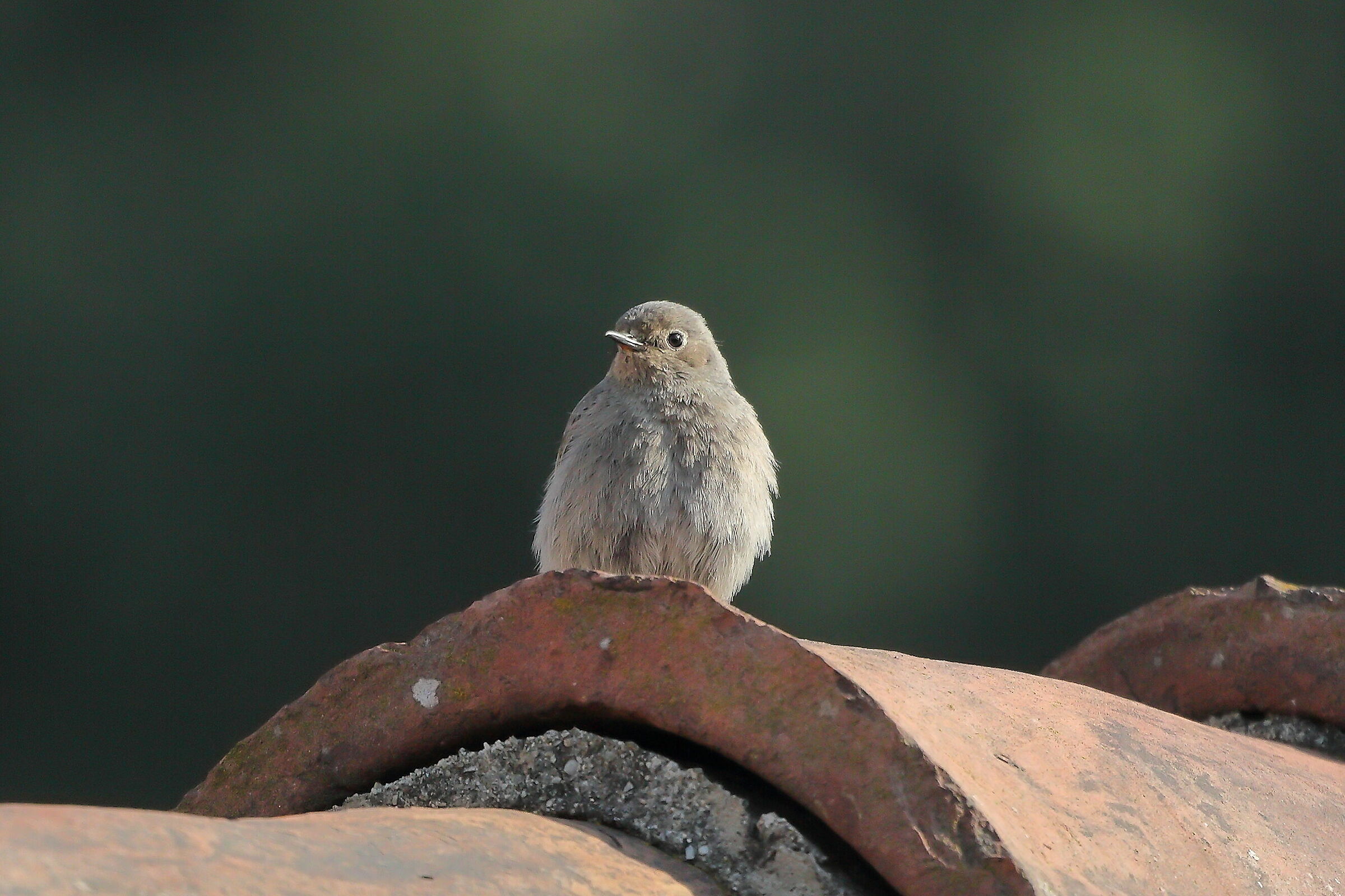 Redstart 01 June 2023